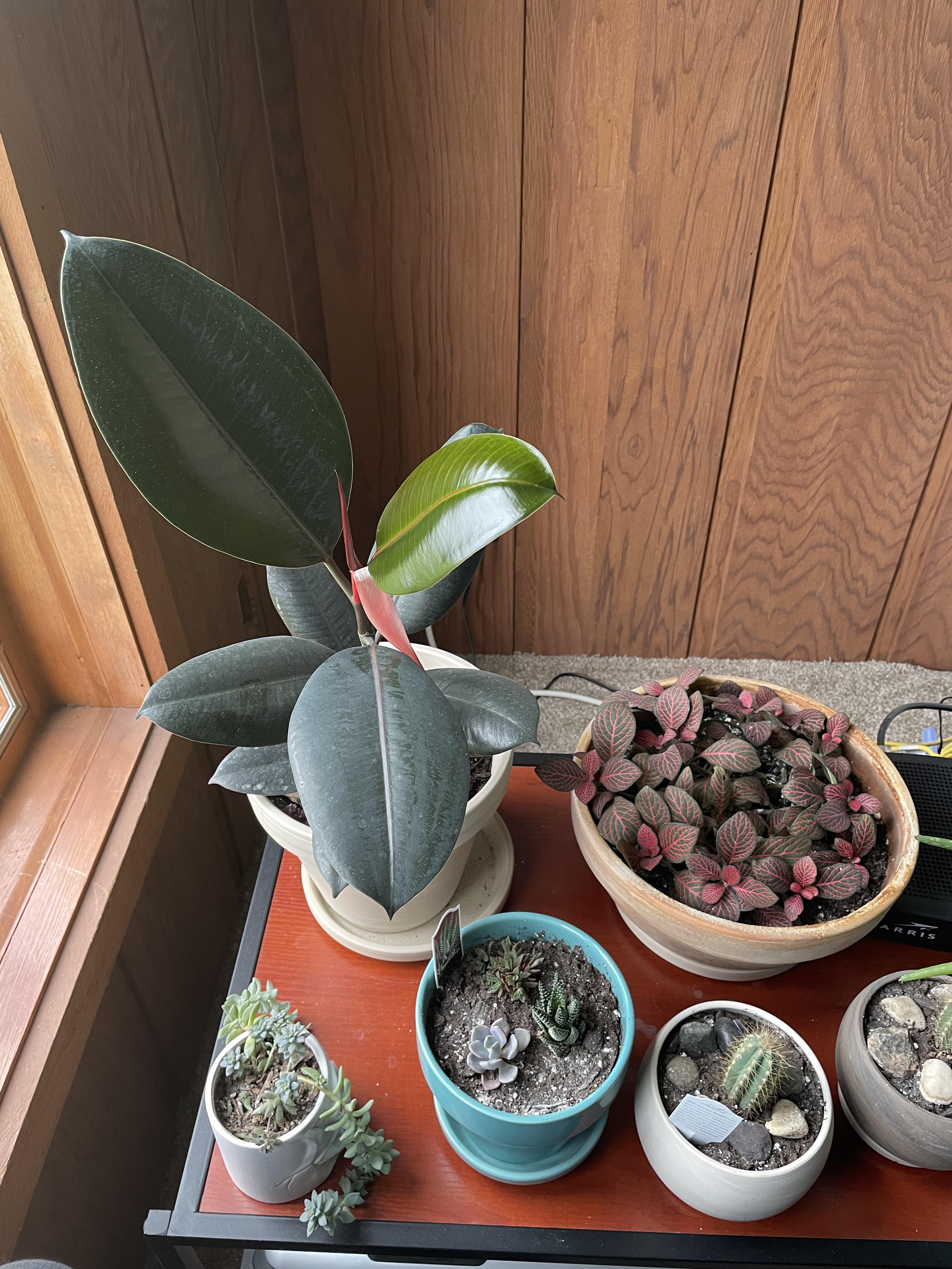 New leaf no big deal!! r/plants