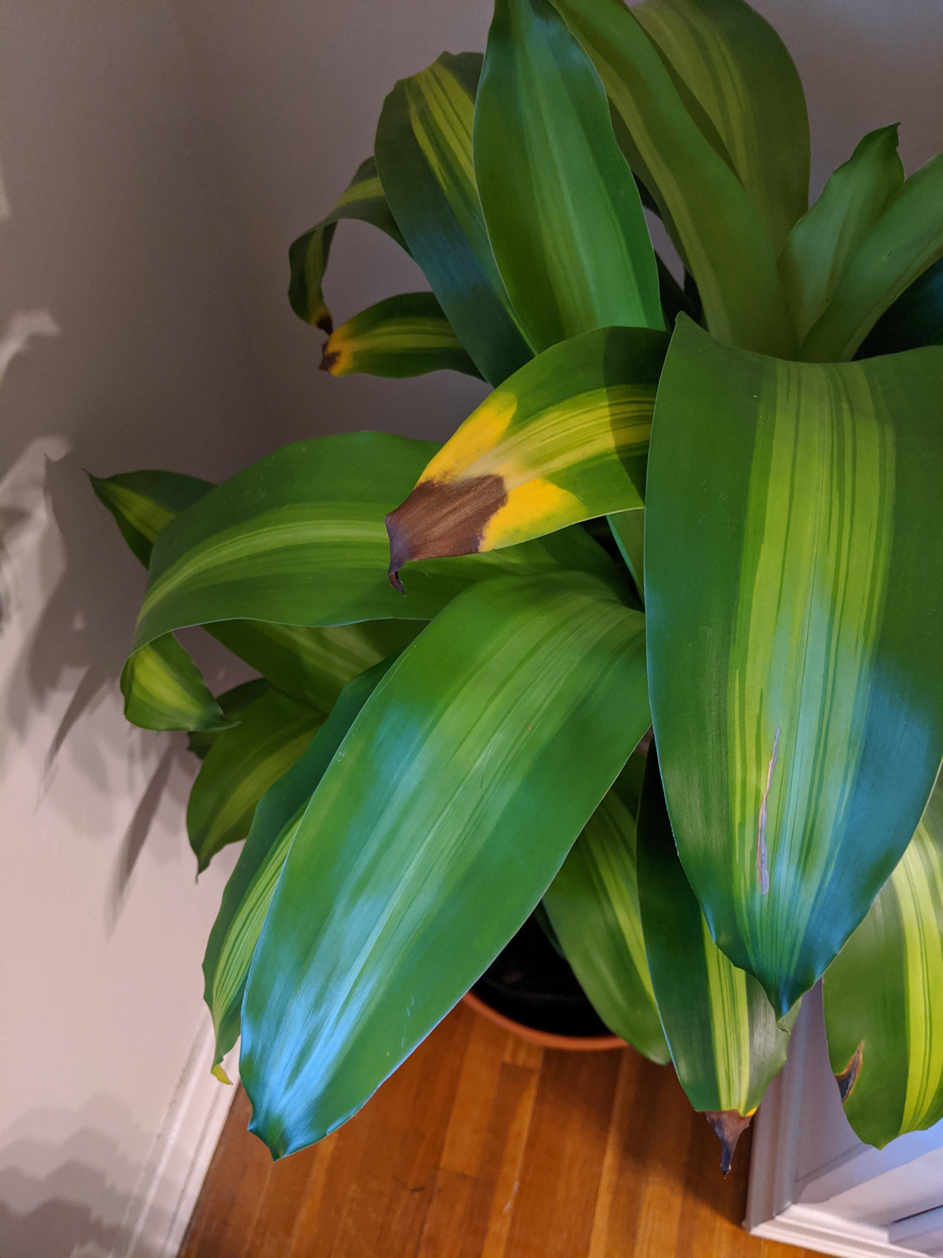 My corn plant leaves are turning yellow/brown! I got it recently. It gets mediumlow light (it's