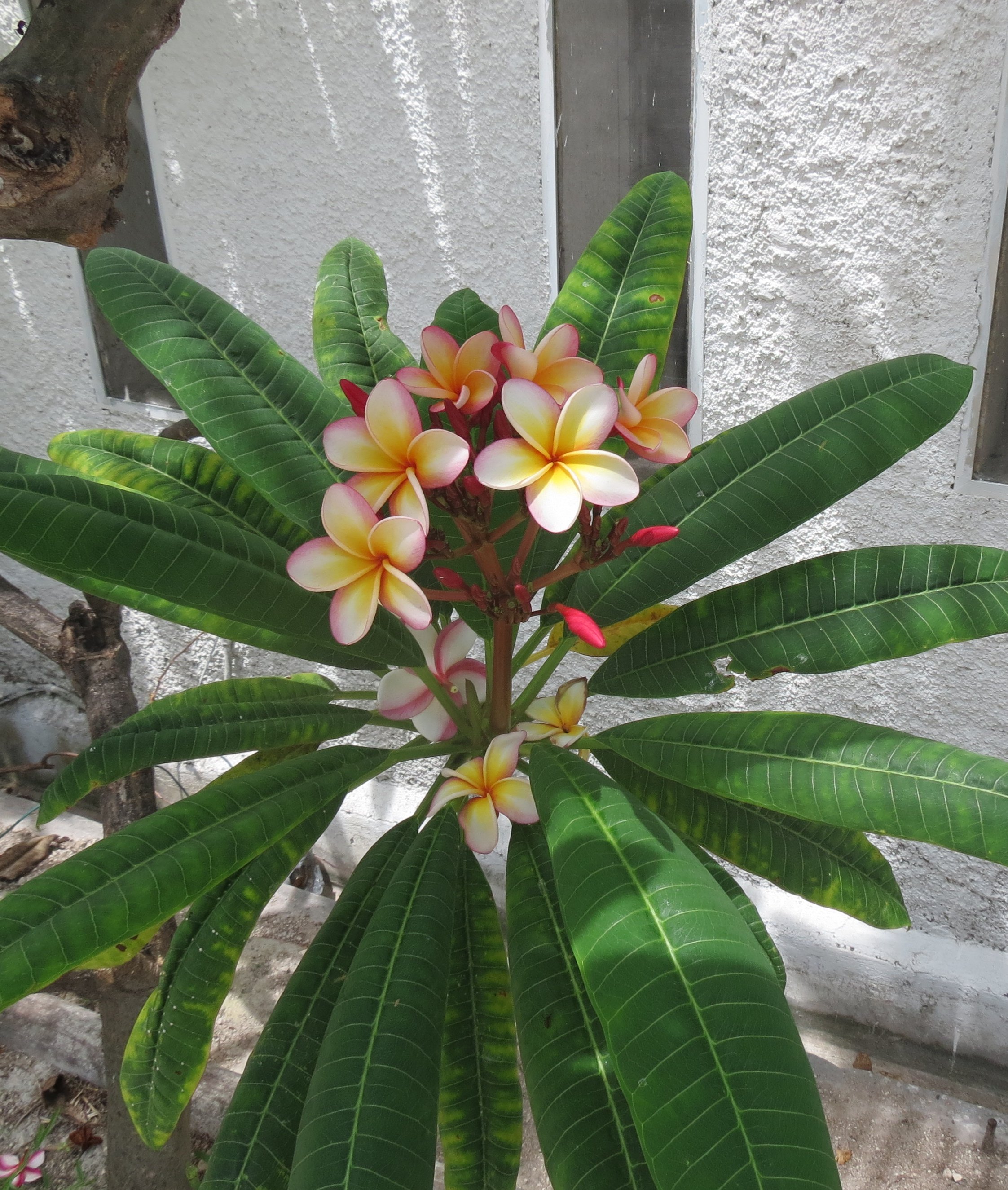 Flor de mayo BotanicalPorn