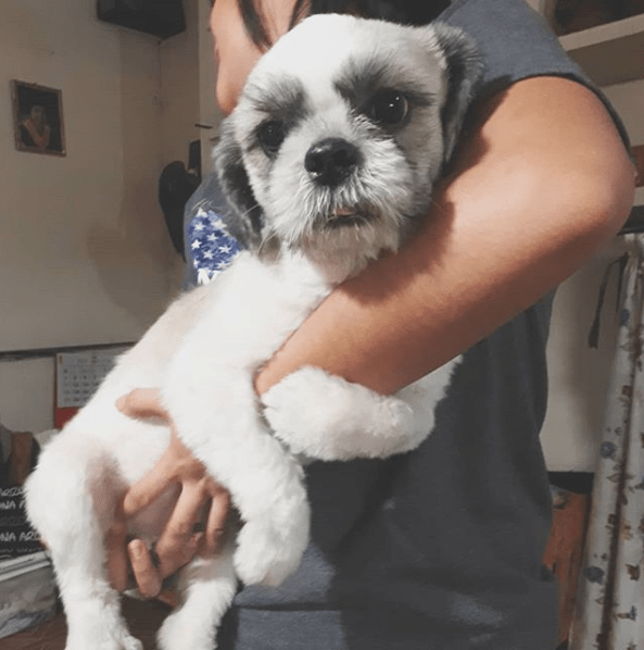 My cousin is 6 feet tall. And her dog is afraid of heights that's why her arms are wrapped. r/aww