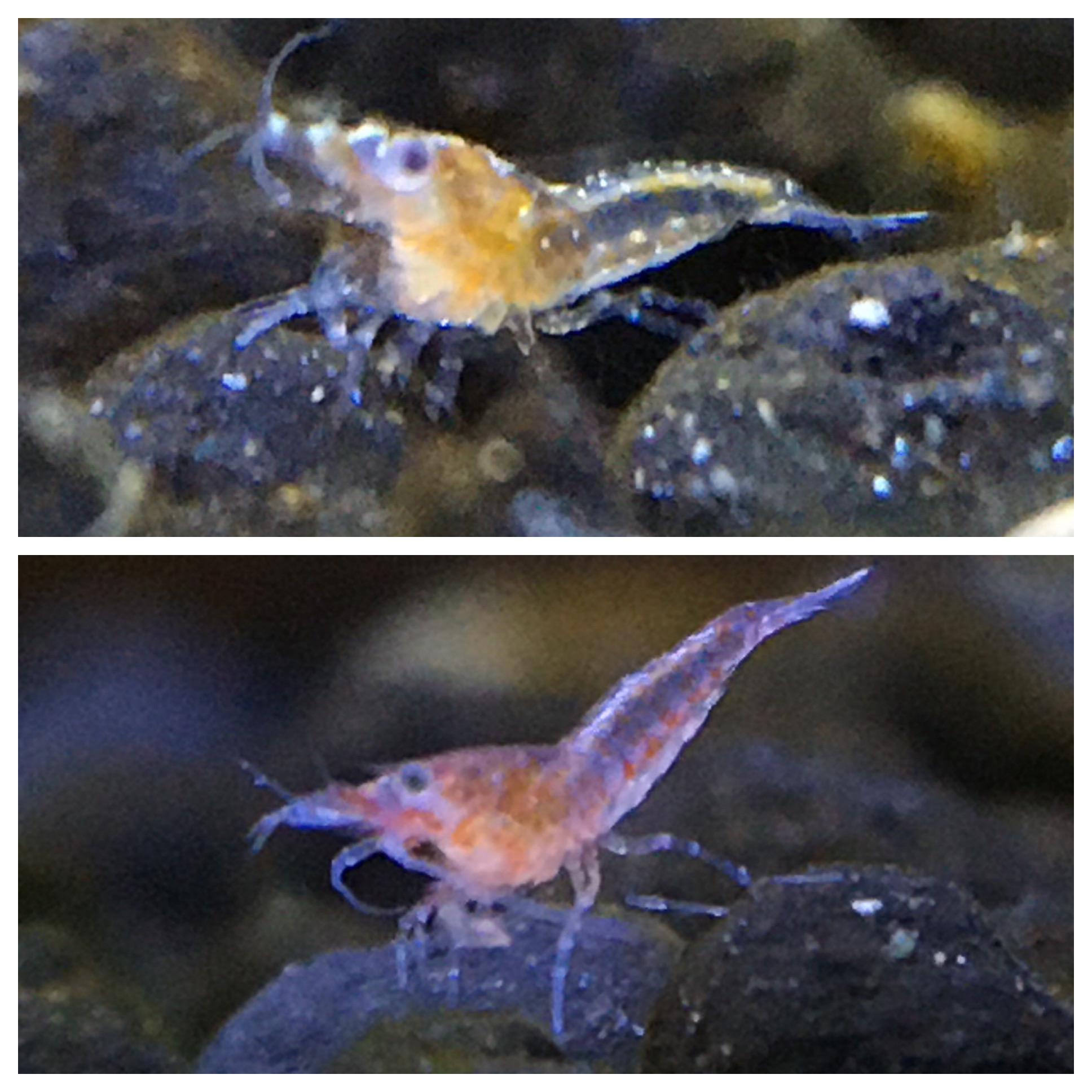 Those are 1 week old cherry shrimplets. Is it normal for them to have