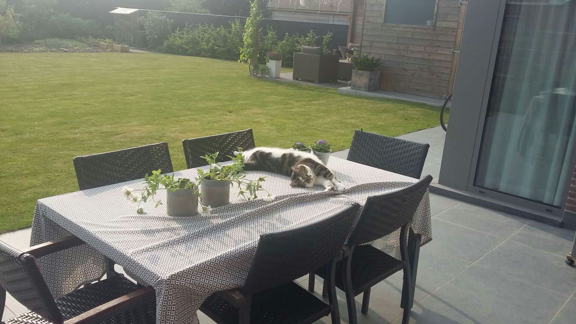 The heat made my cat melt. Table is ruined... r/catsareliquid