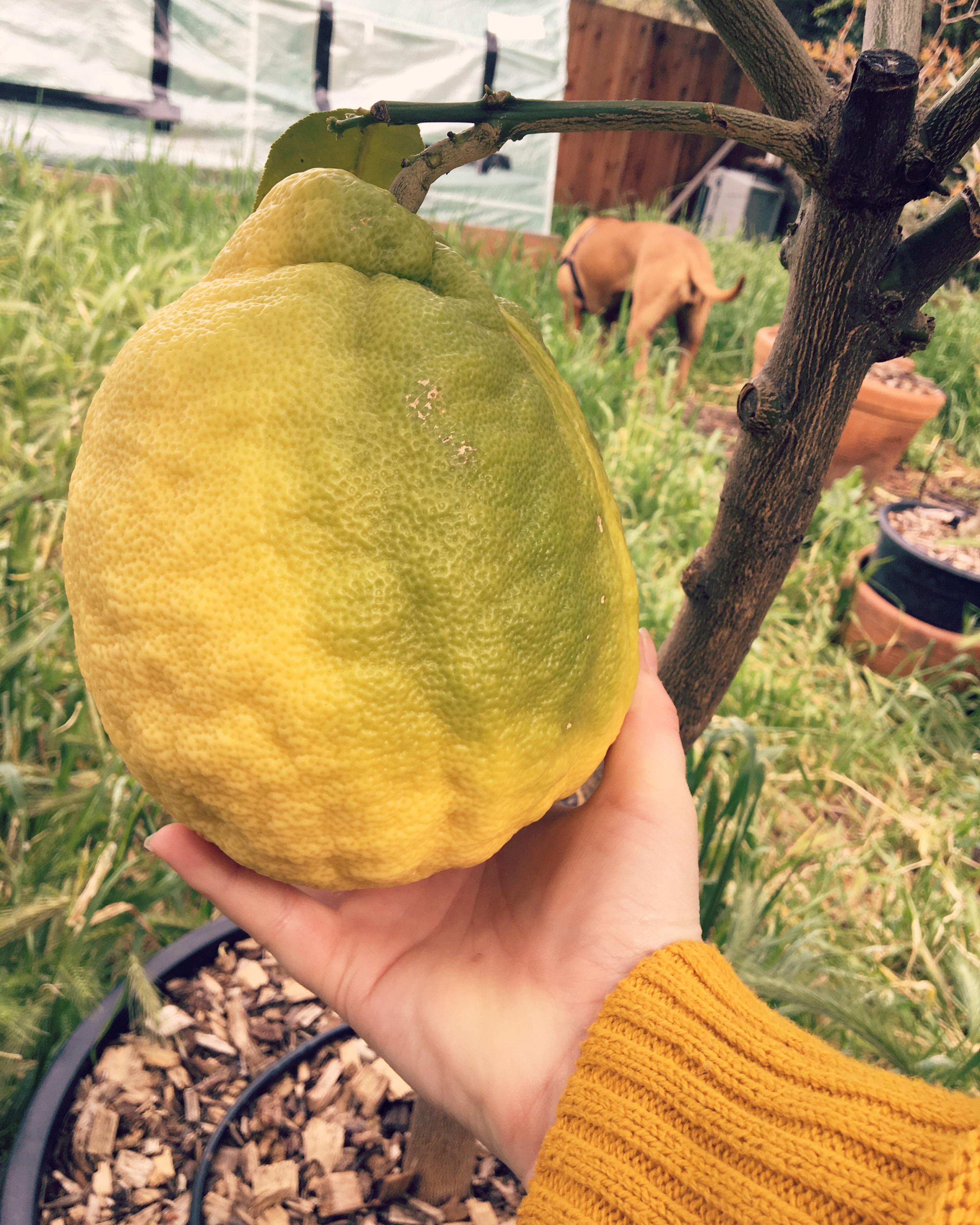 This ponderosa lemon isn't finished growing yet! mildlyinteresting