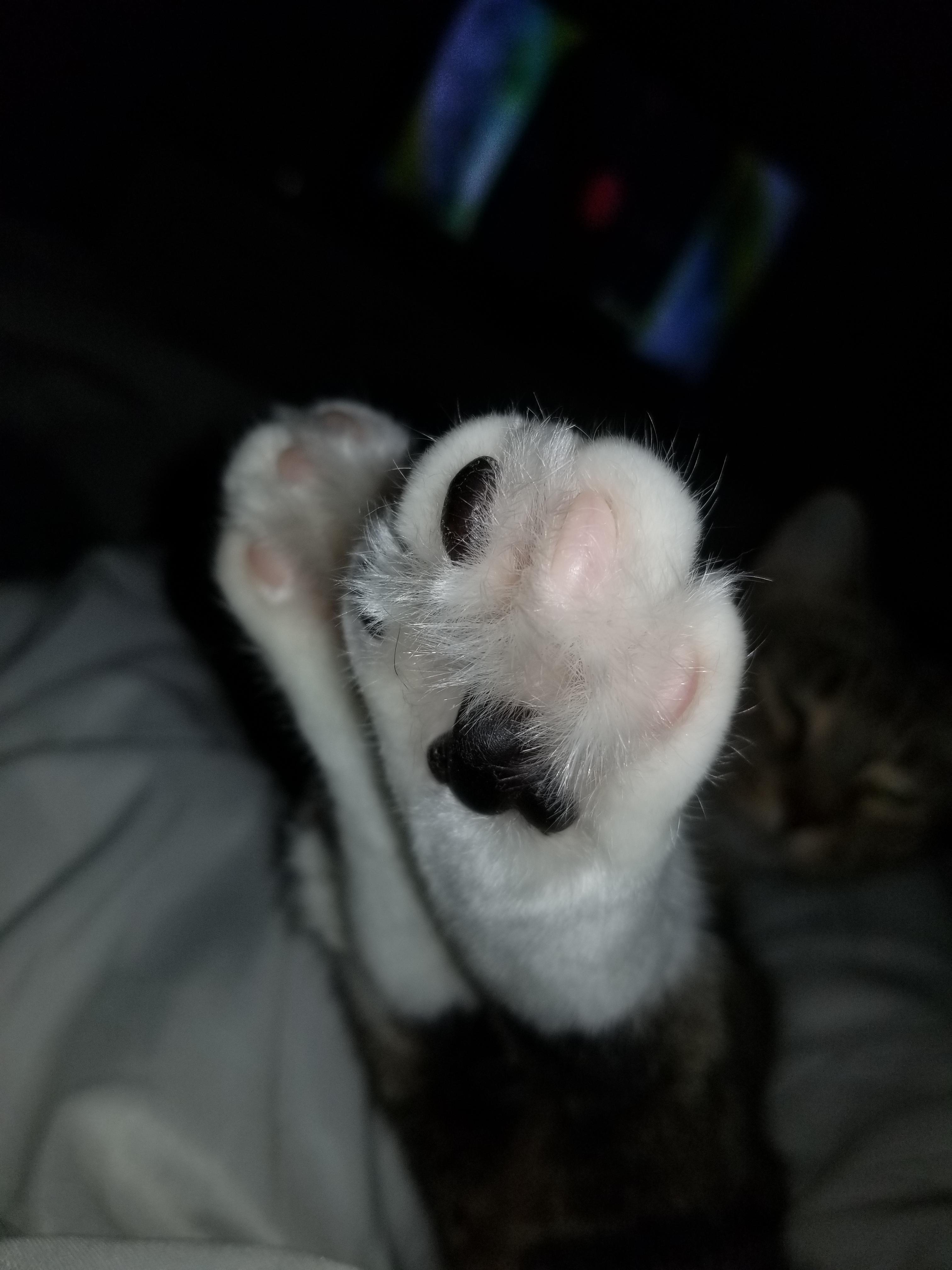 My cats toe beans ! r/aww