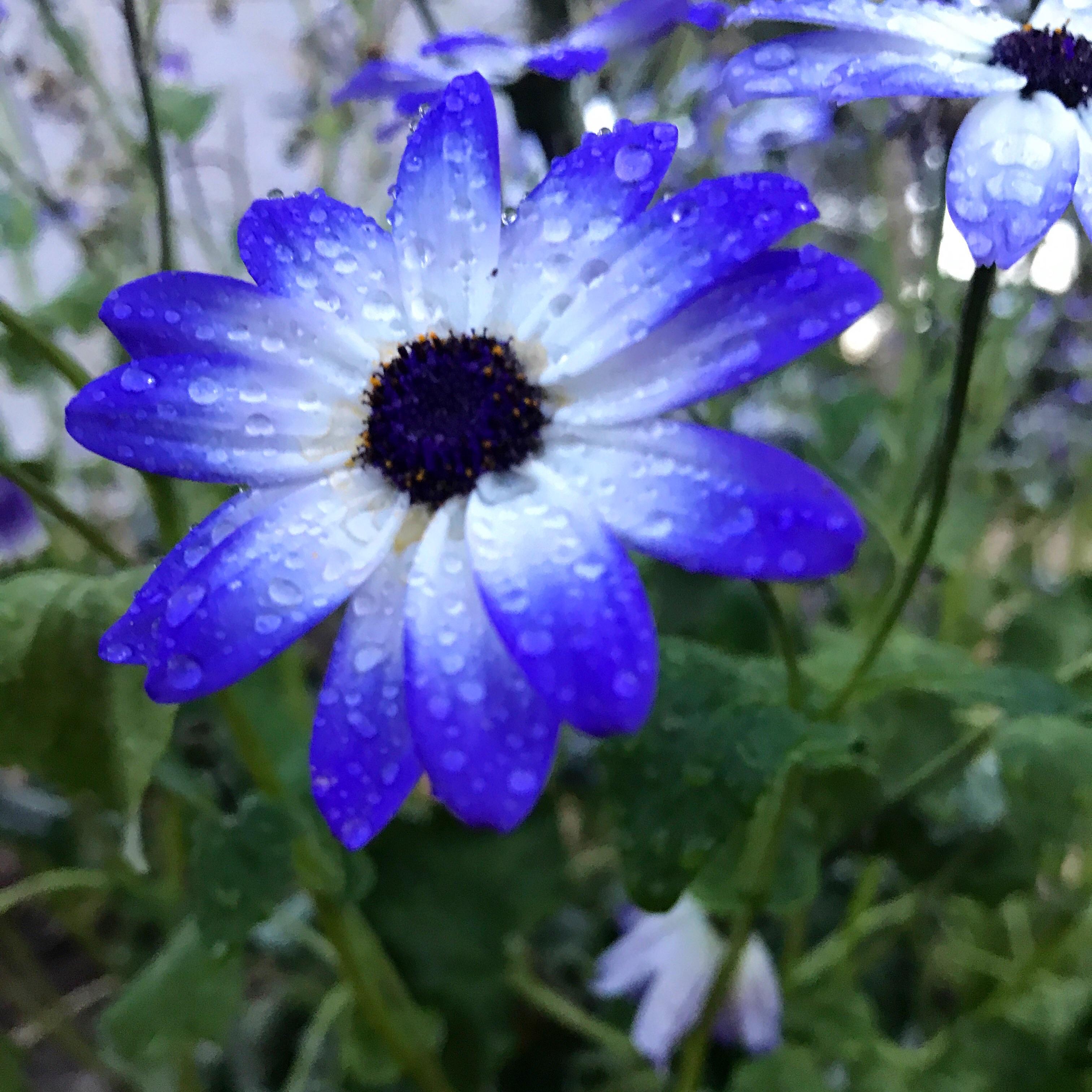 Planted some African Daisies in the garden for their beautiful winter