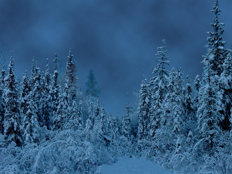 Dark, snowy day in Alaska r/pics