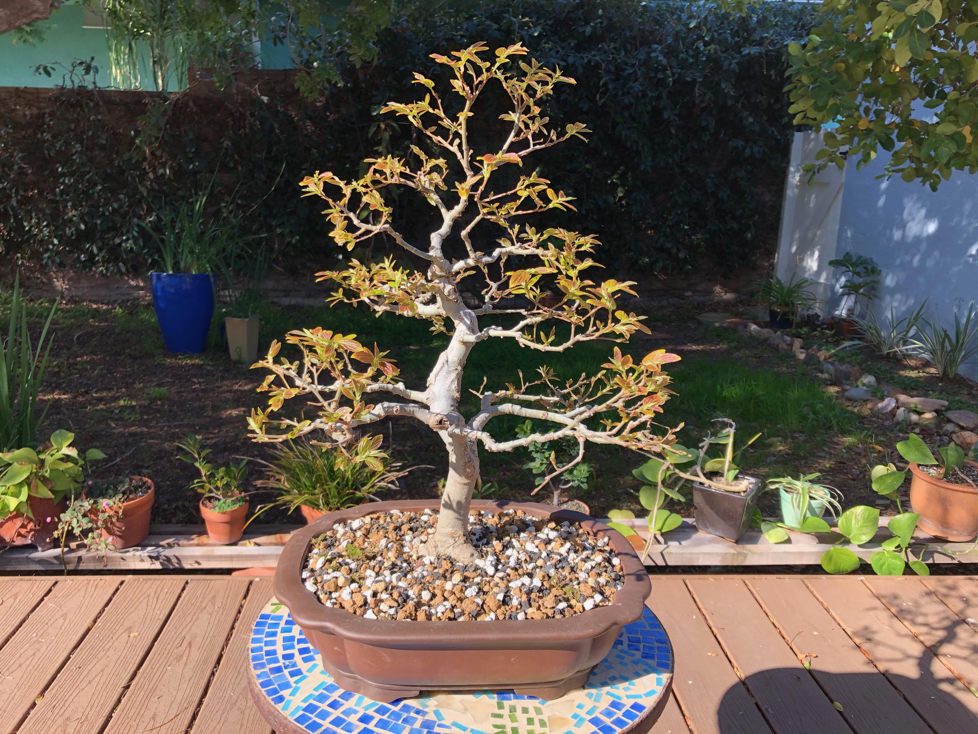 Chinese hackberry (Celtis sinensis) r/Bonsai