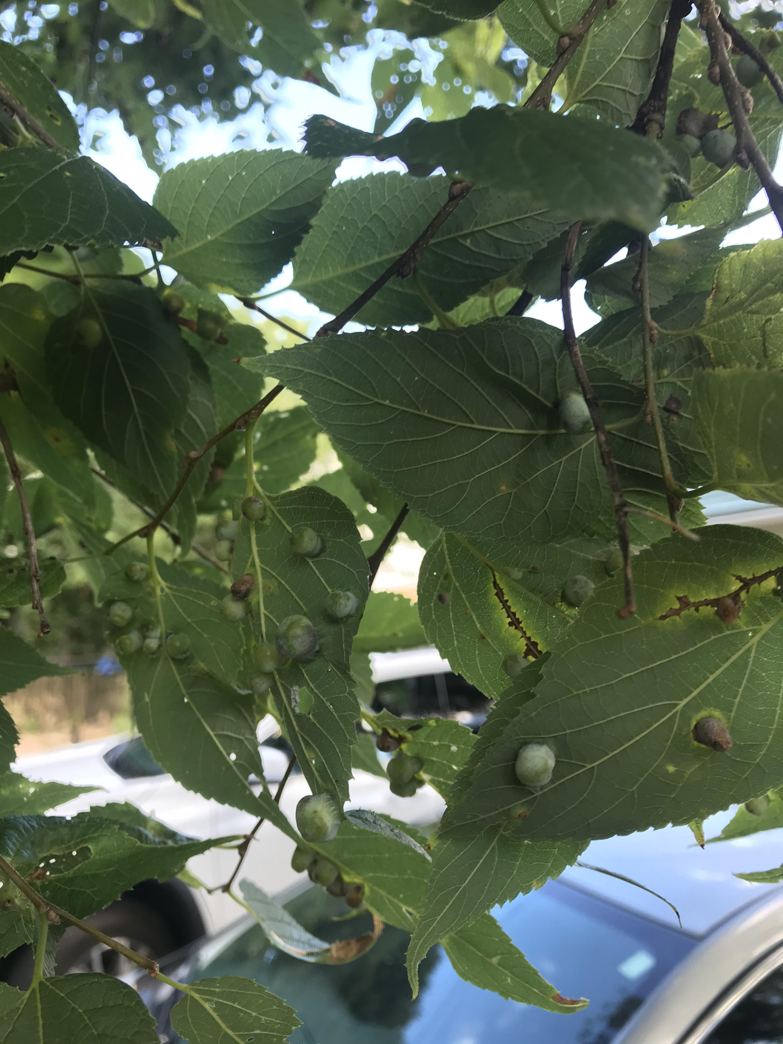 What are these dots on this tree’s leaves? r/marijuanaenthusiasts