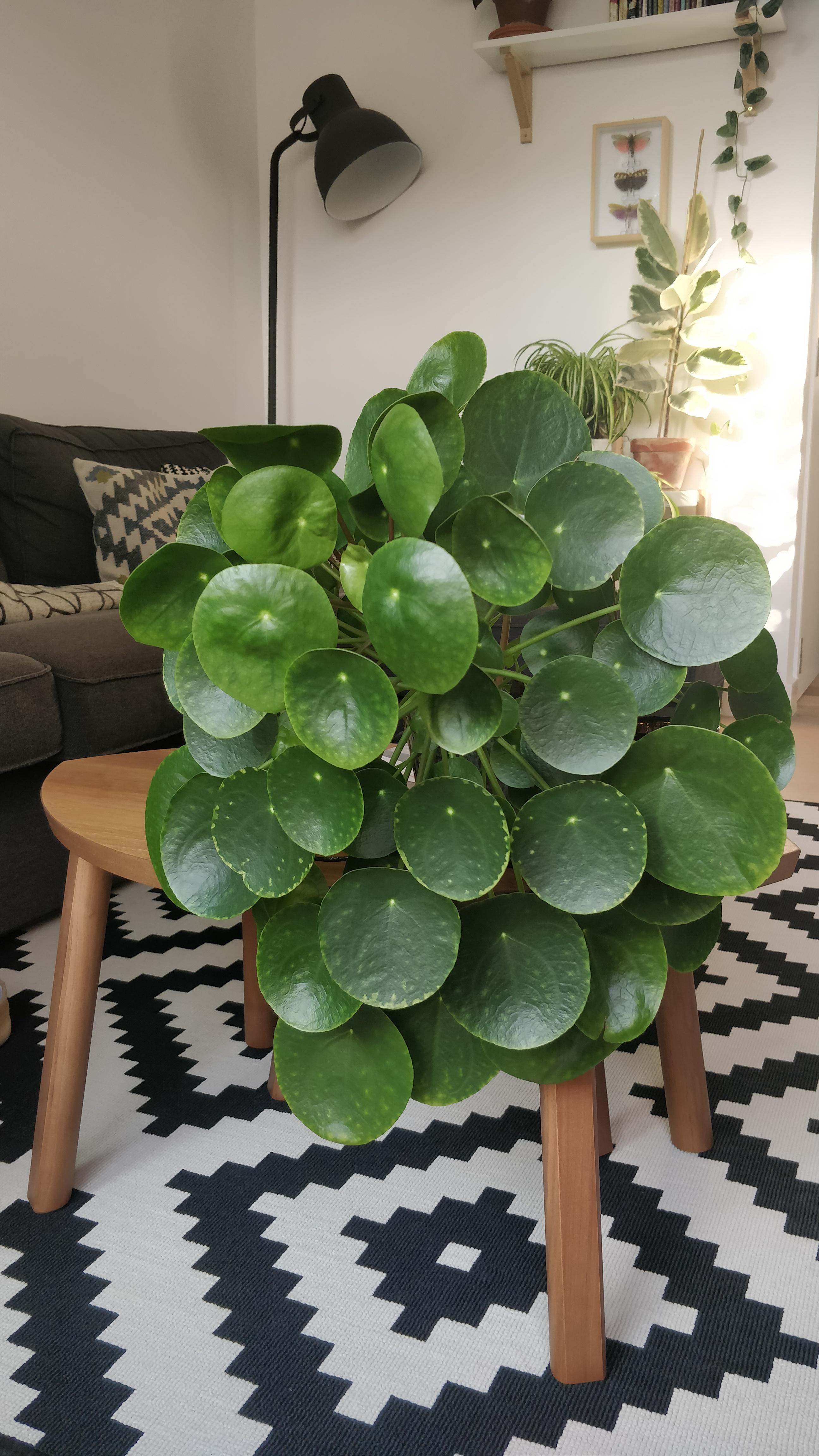 Does Chinese Money Plant Have Flowers Chinese Money Plant Pilea