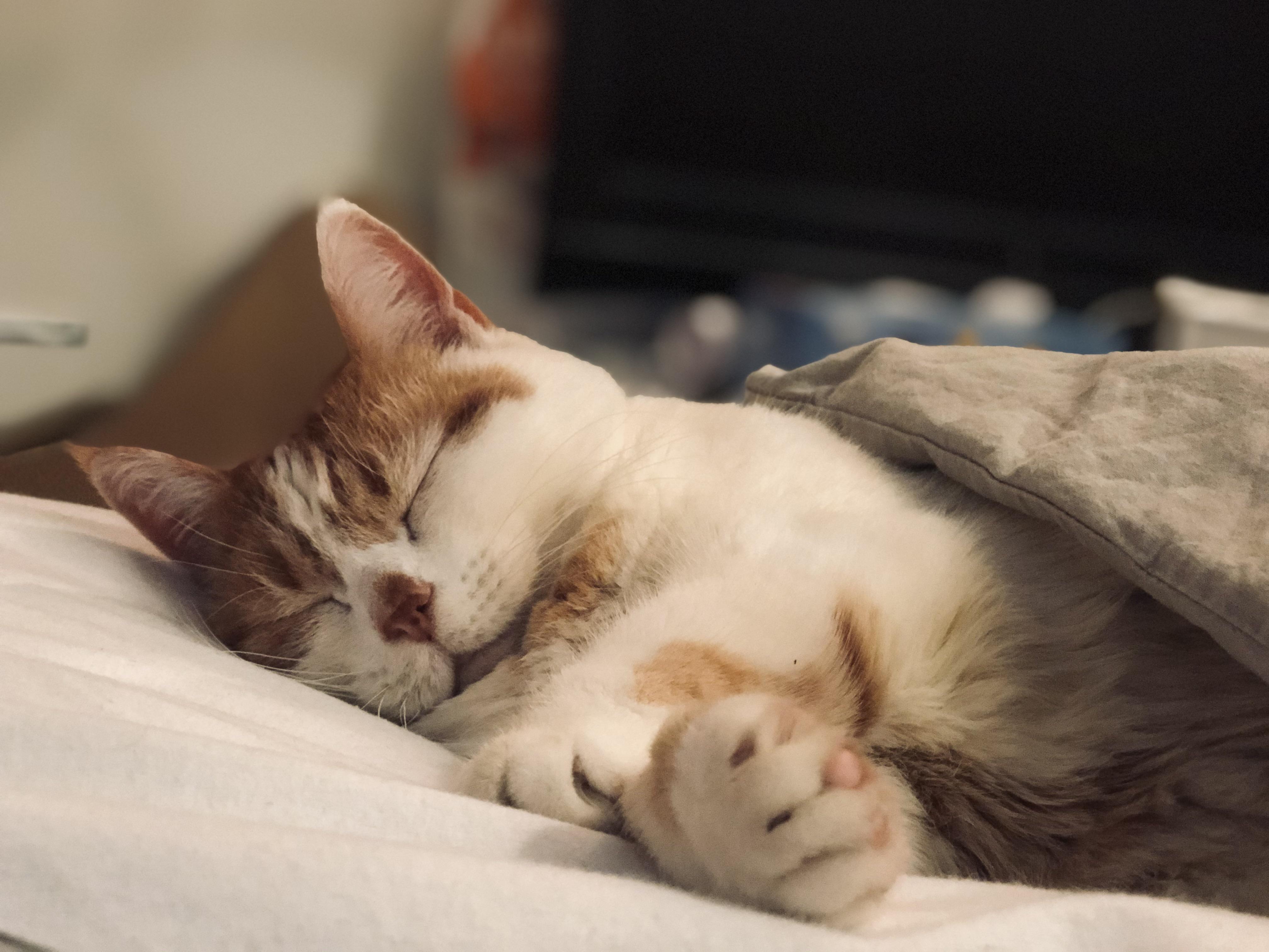 My 14year old cat 💕 r/aww