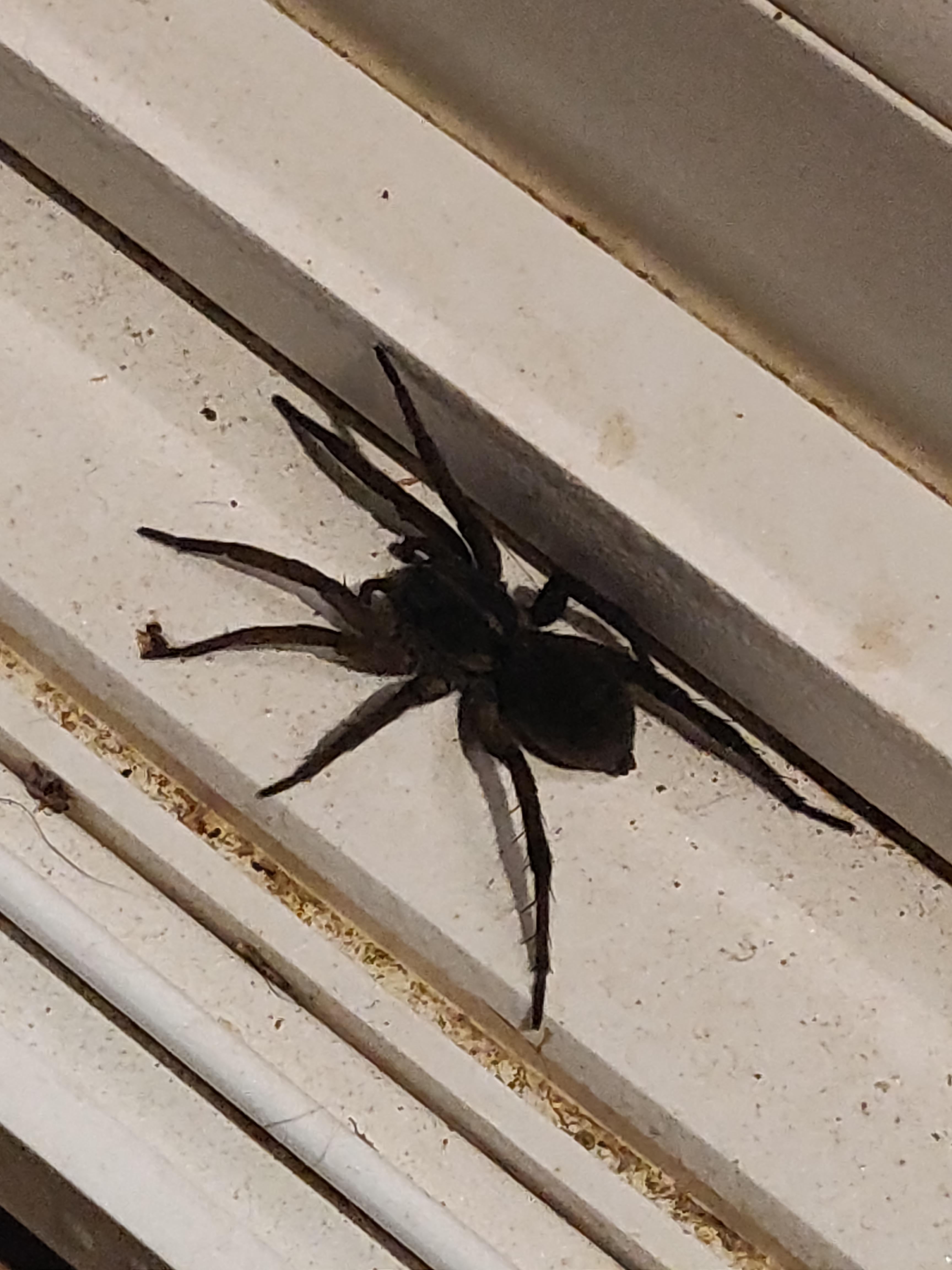 What kind of spider is this. Northeast Ohio. Hard to tell. From image