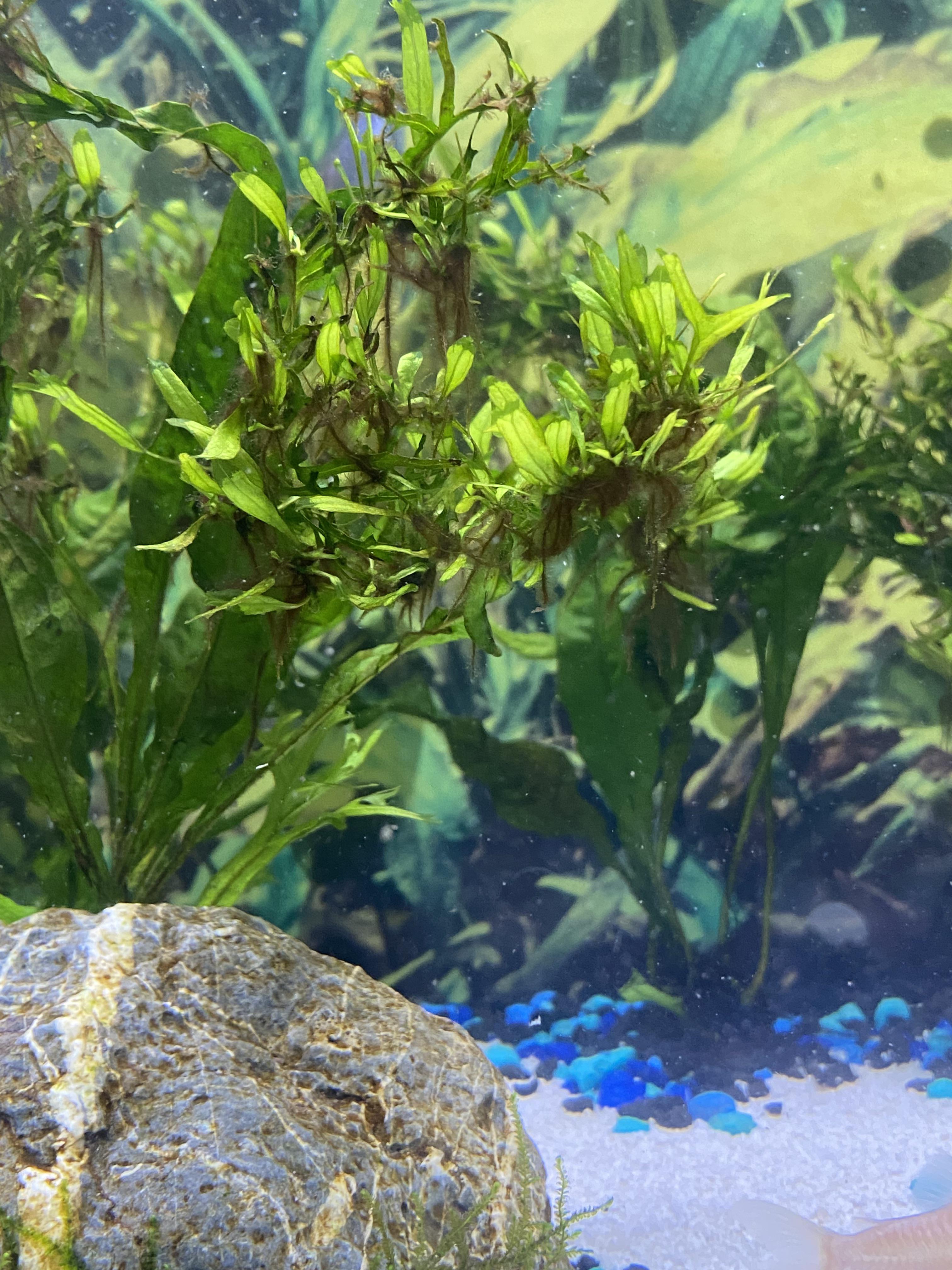 help!! what is this growing in my java fern and how do i rid of this