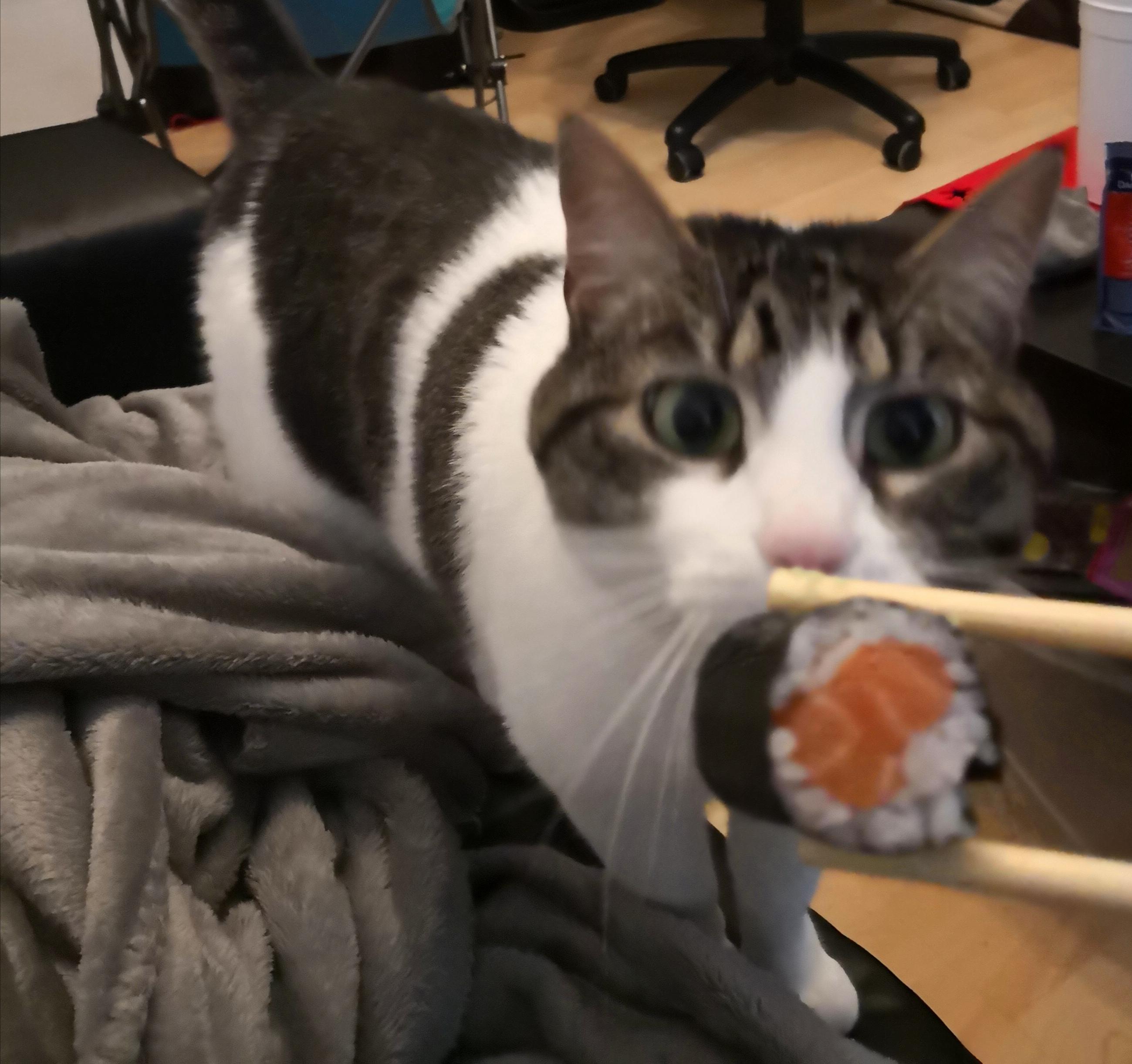 Trying to eat sushi in front of my cat....not my brightest idea r/aww