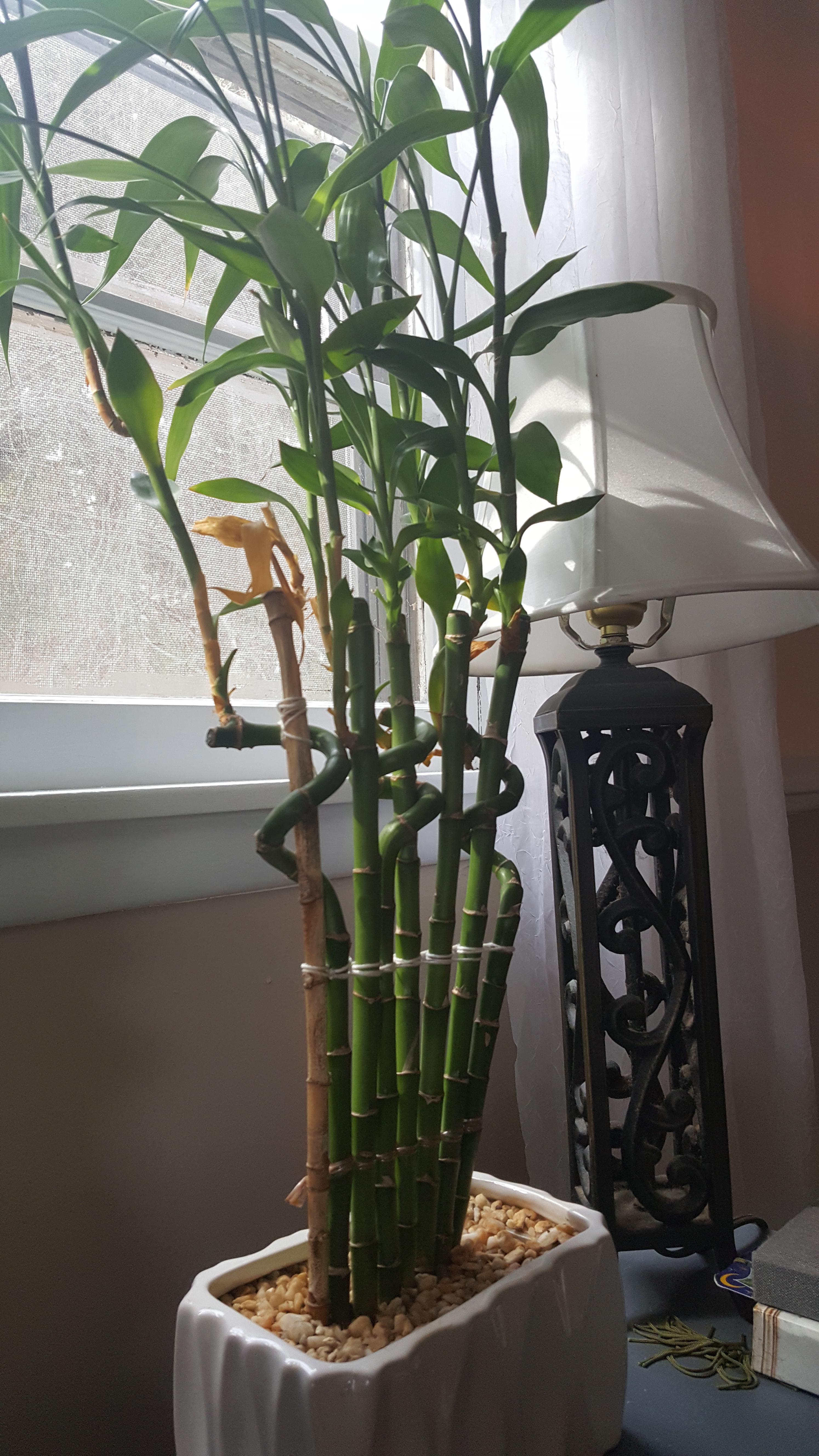 Help with lucky bamboo/dracaena sanderiana! r/plantclinic