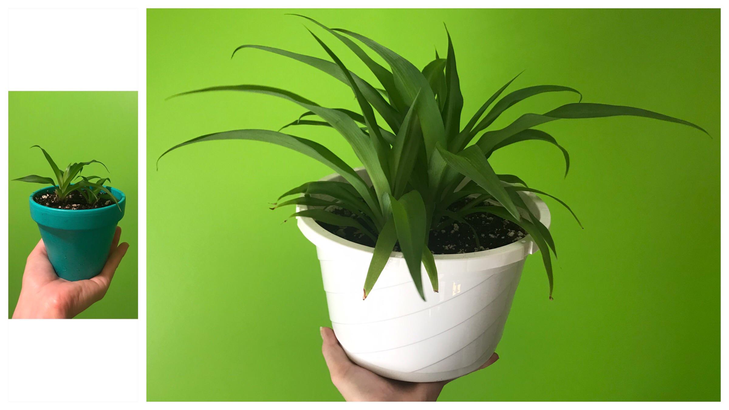 One year of growth of my solid green spider plant before and after r