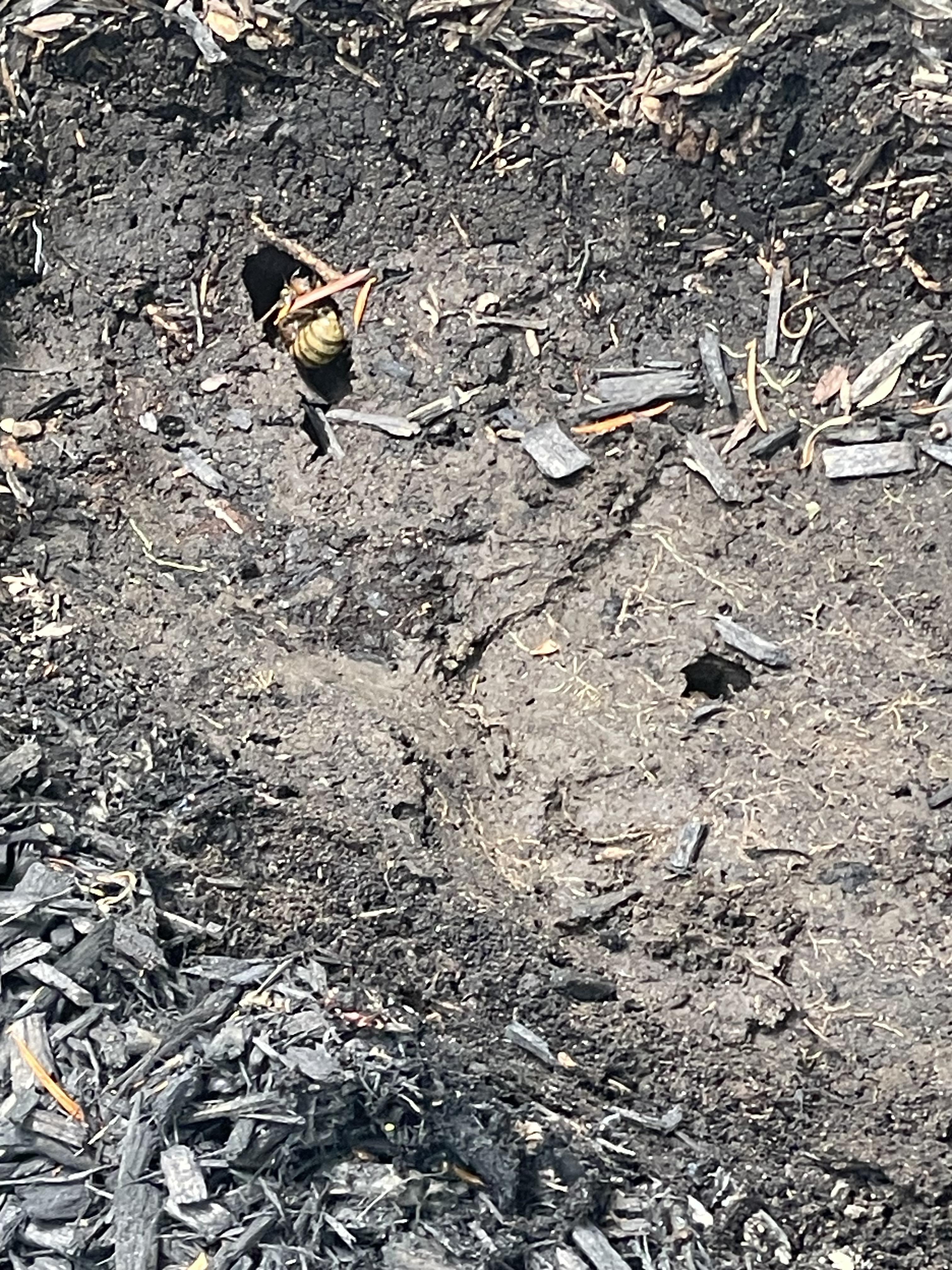 What is this? Moved a large rock in the flower bed to plant a fern and