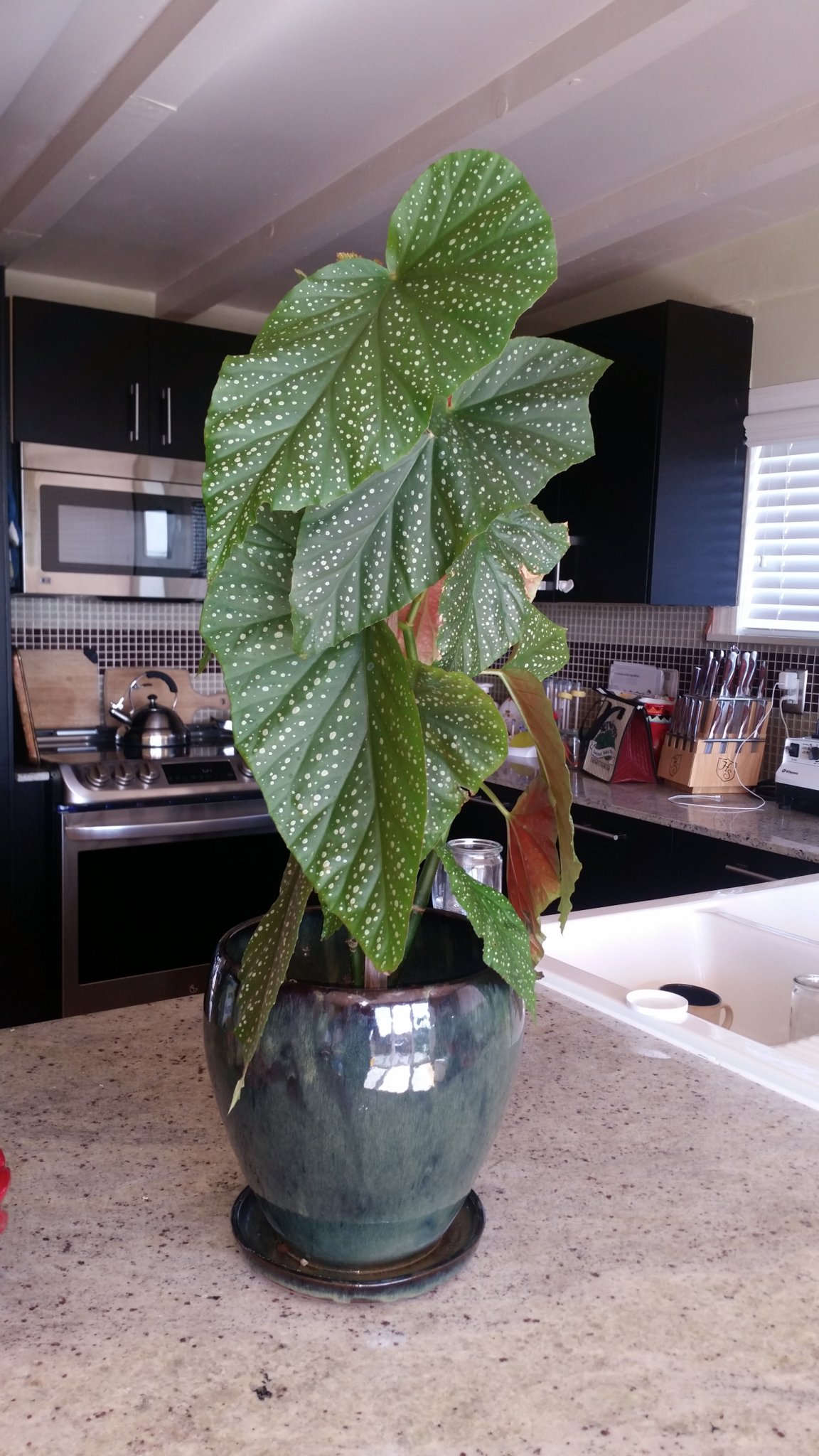 Friend inherited this plant from grandparents. It was important to them