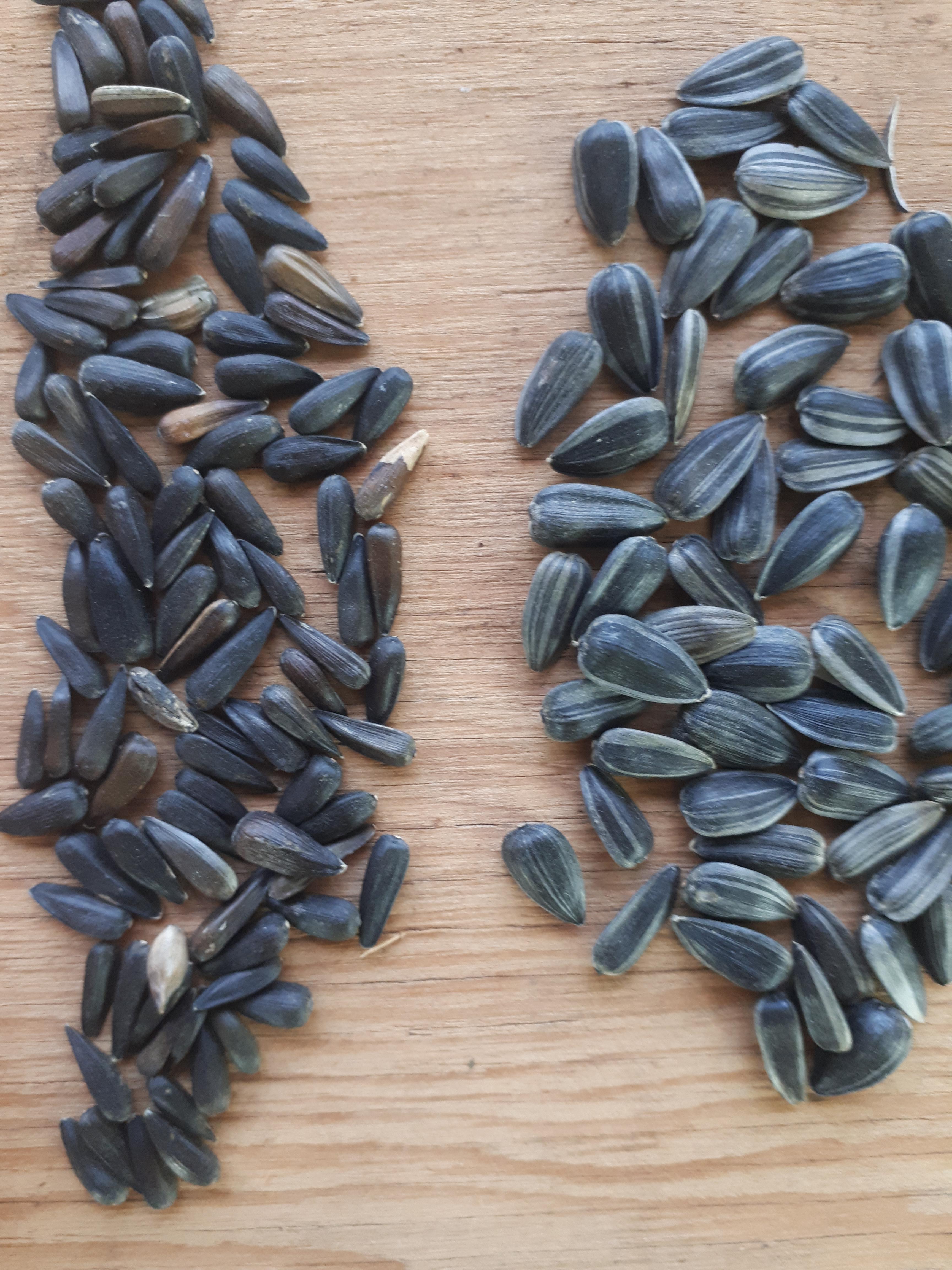 Small Sunflower Seed r/microgreens