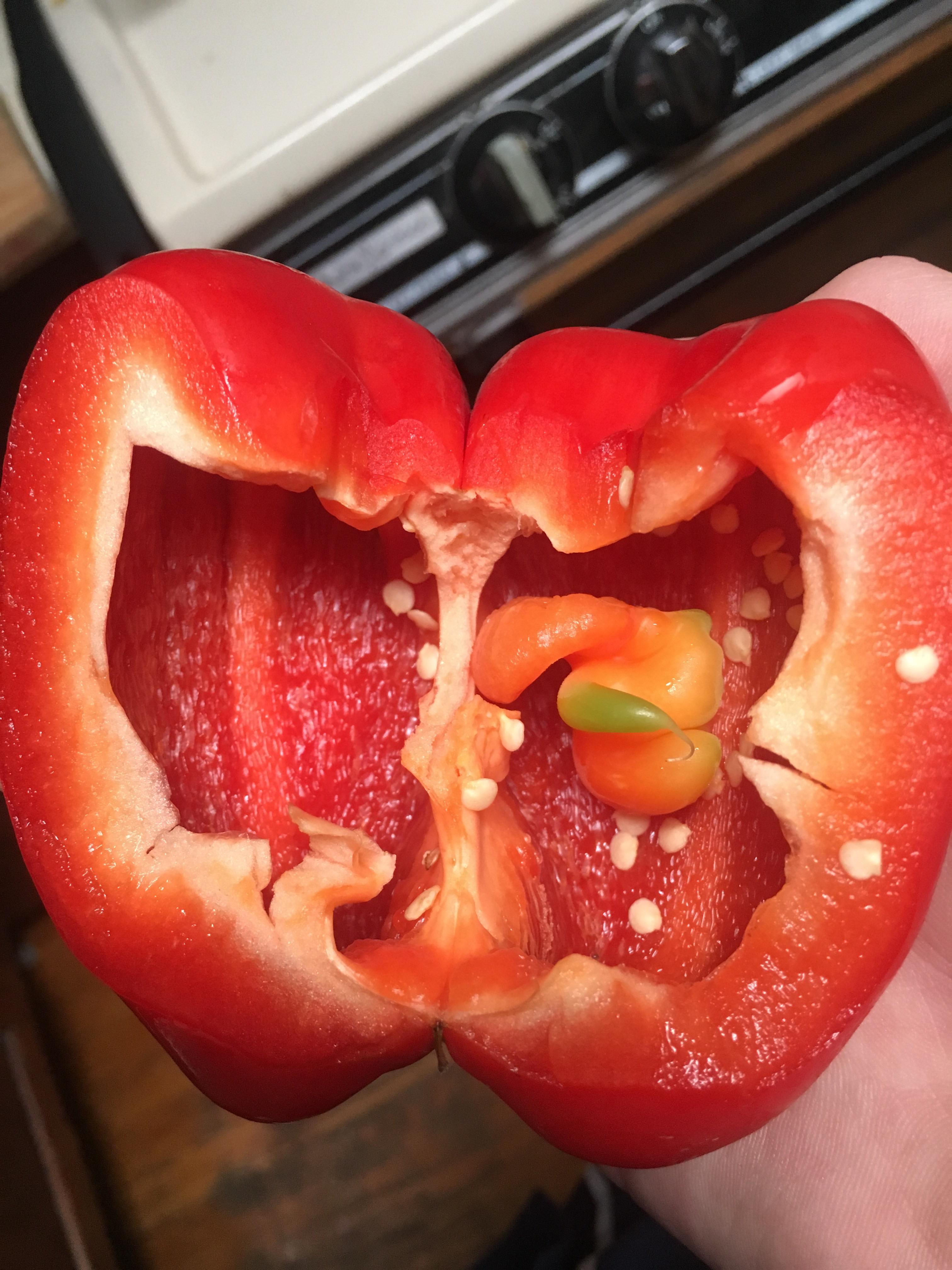 This bell pepper had another bell pepper growing inside of it. r
