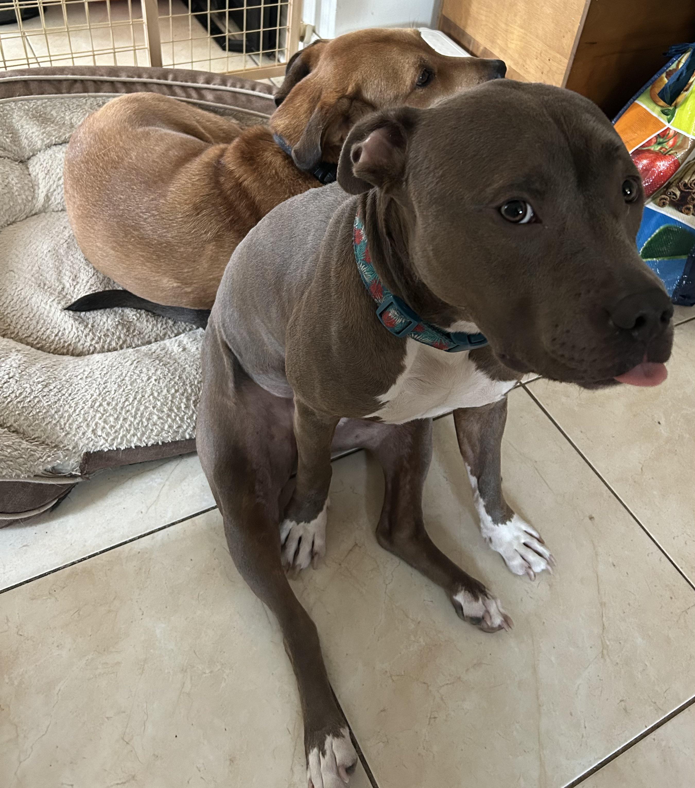 Dog Days of Summer Blep r/pitbulls