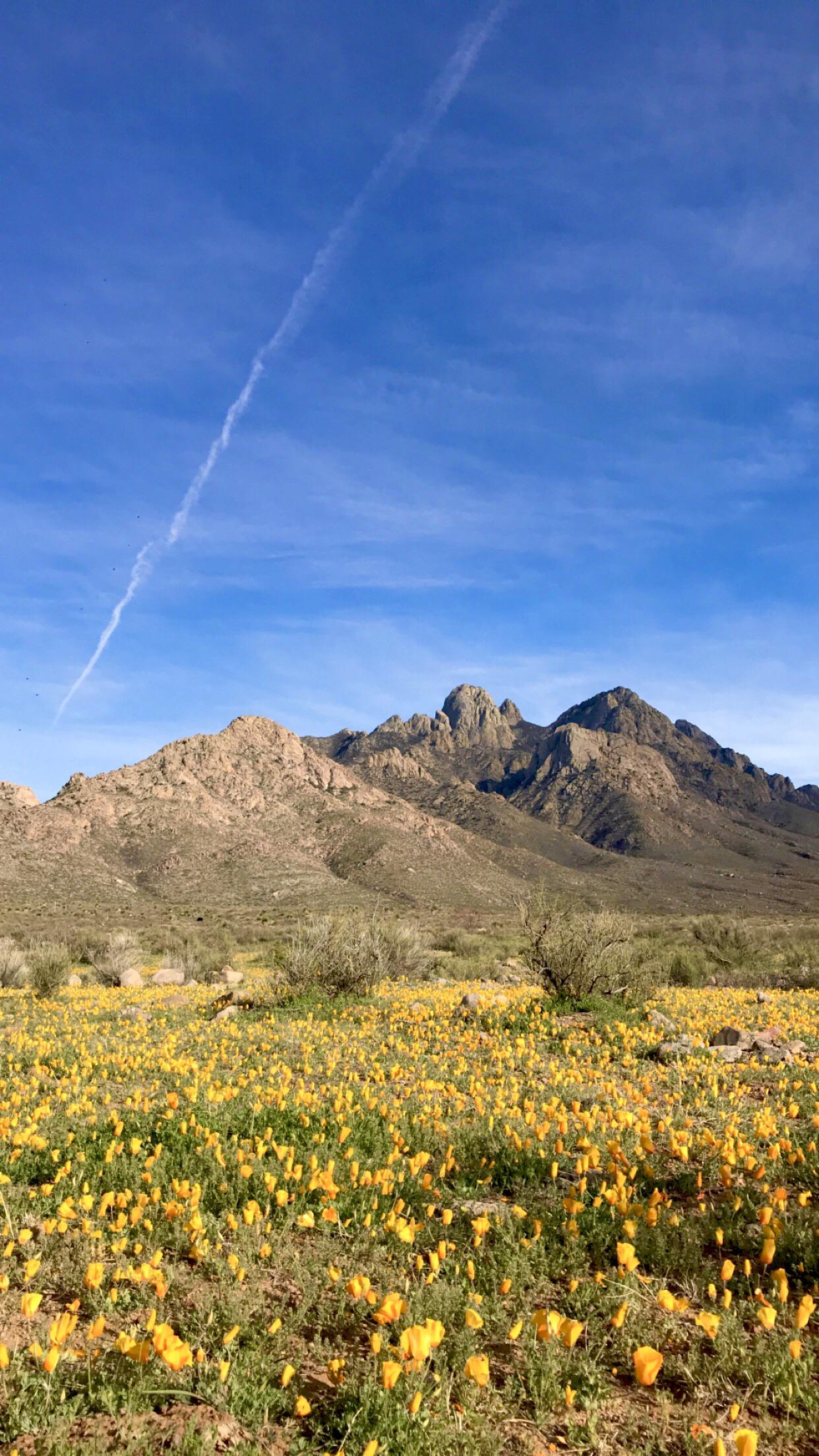 Spring poppies at Baylor Canyon. Las Cruces, New Mexico. r/hiking