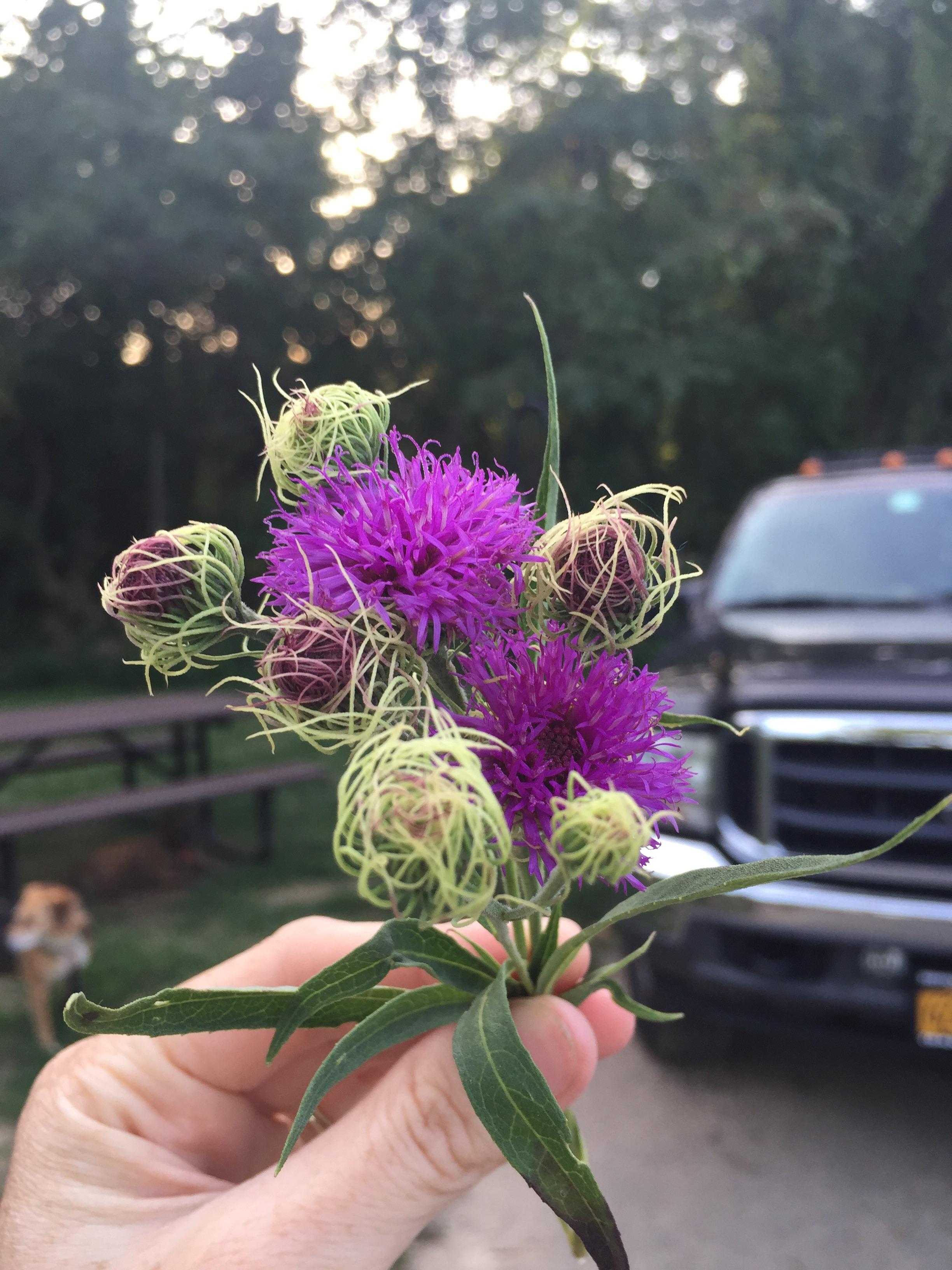Beautiful wildflower found camping in Missouri Ozarks r/whatsthisplant