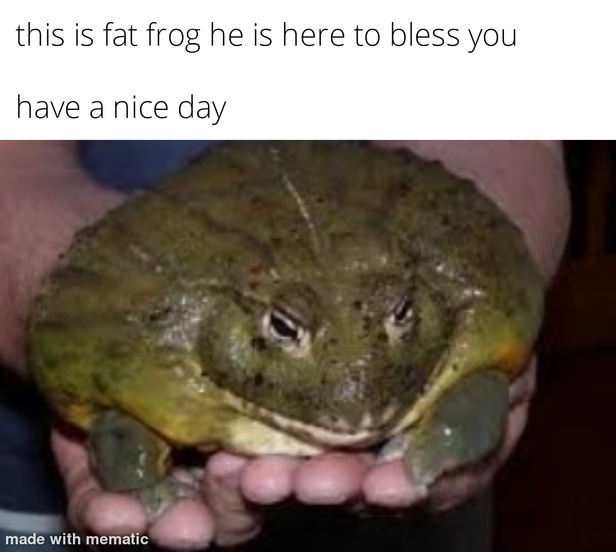 Fat frog r/memes