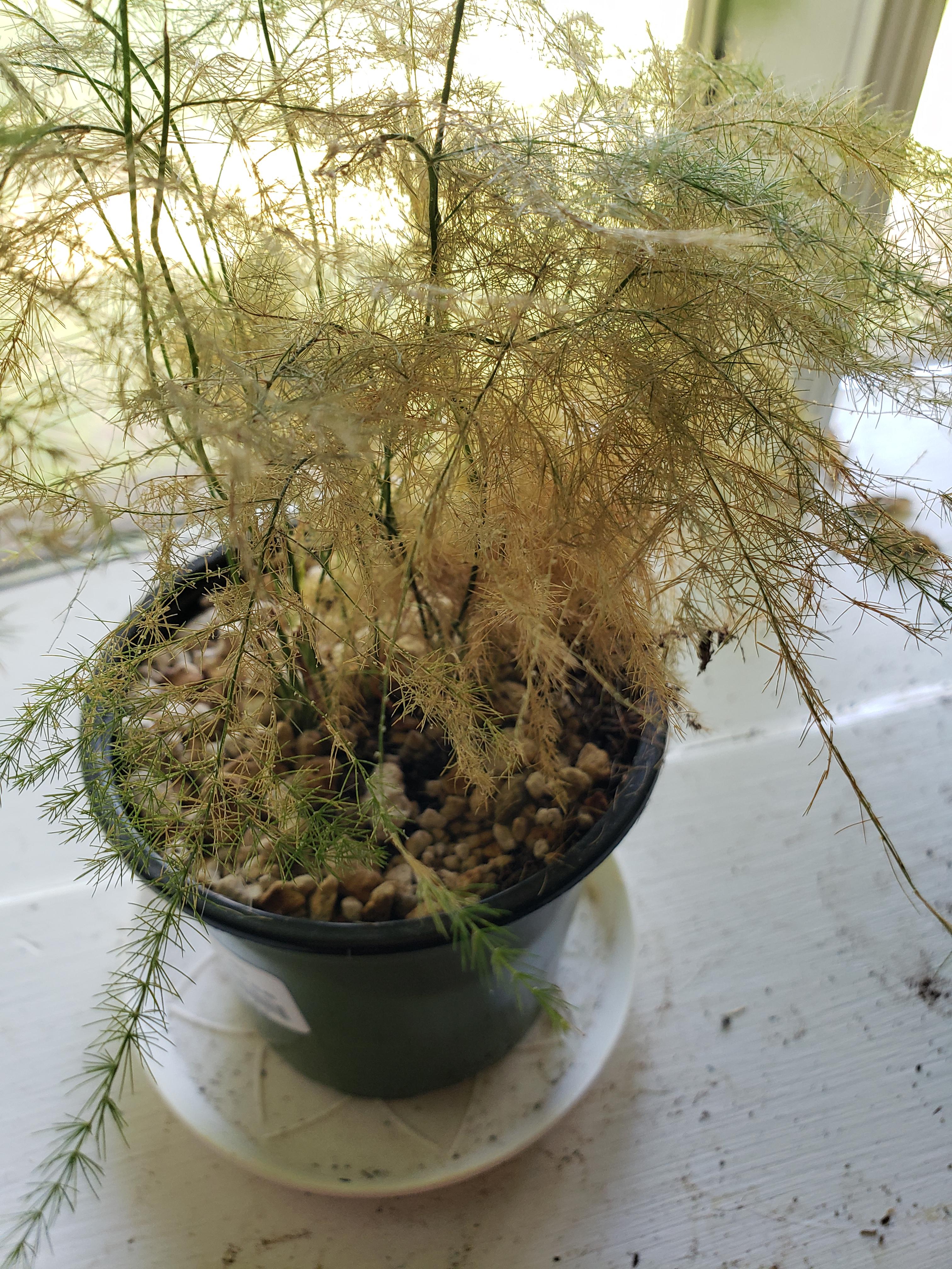 I just rescued this fern which has turned brown and the little needles