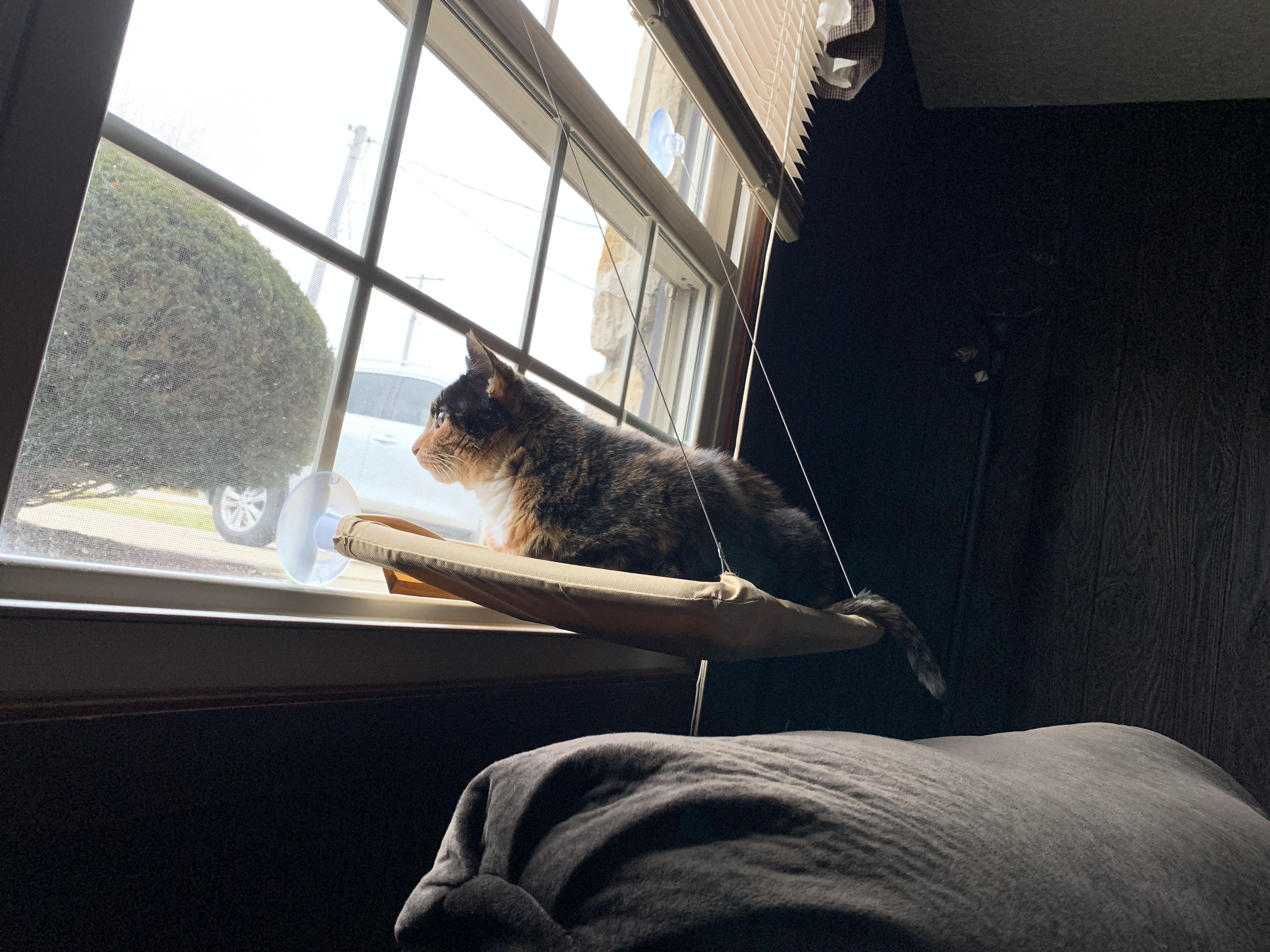 New house and new window makes a very happy kitty r/cats