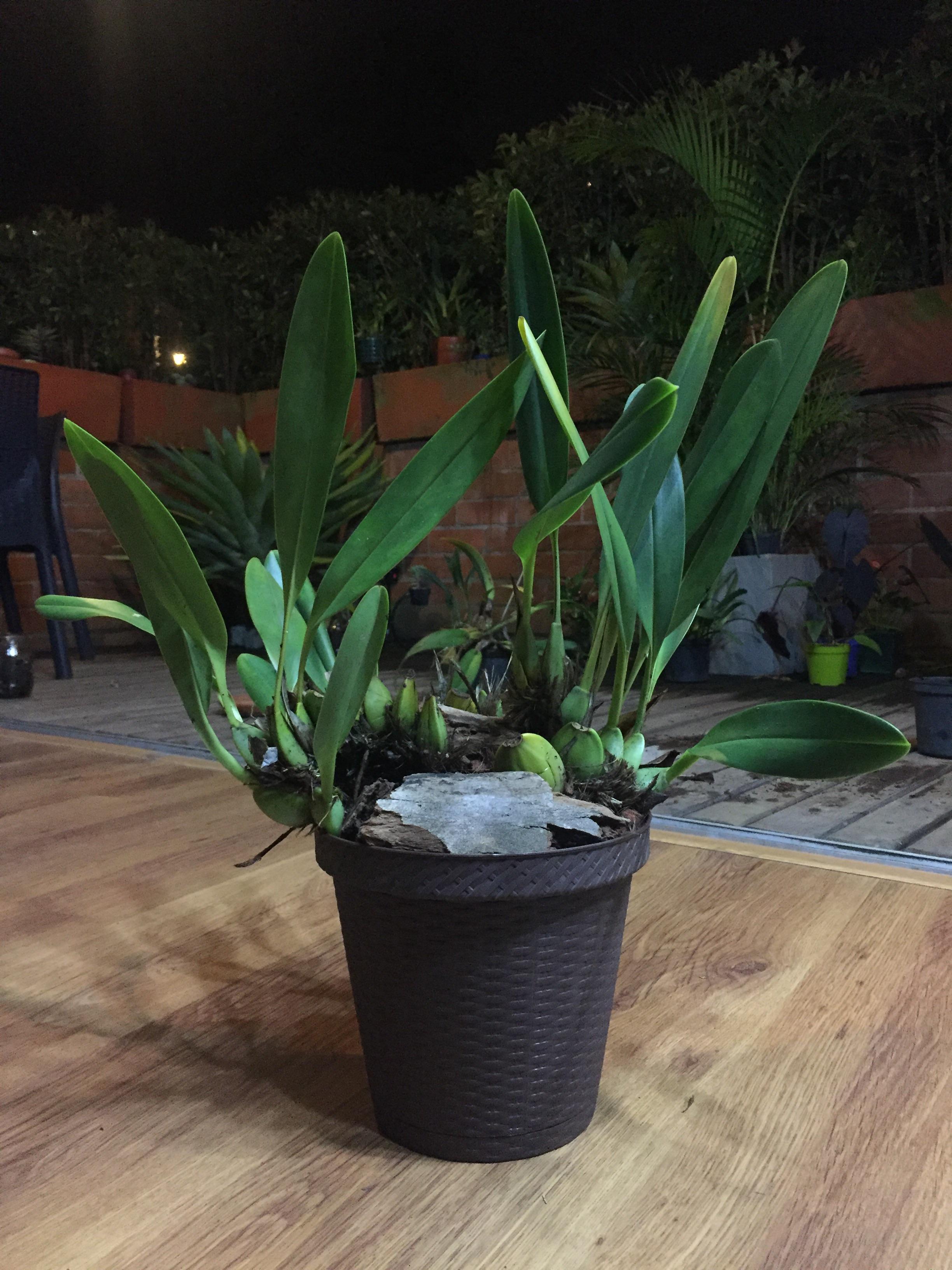 This is where the pot bound orchid was repotted. It was a rough one to