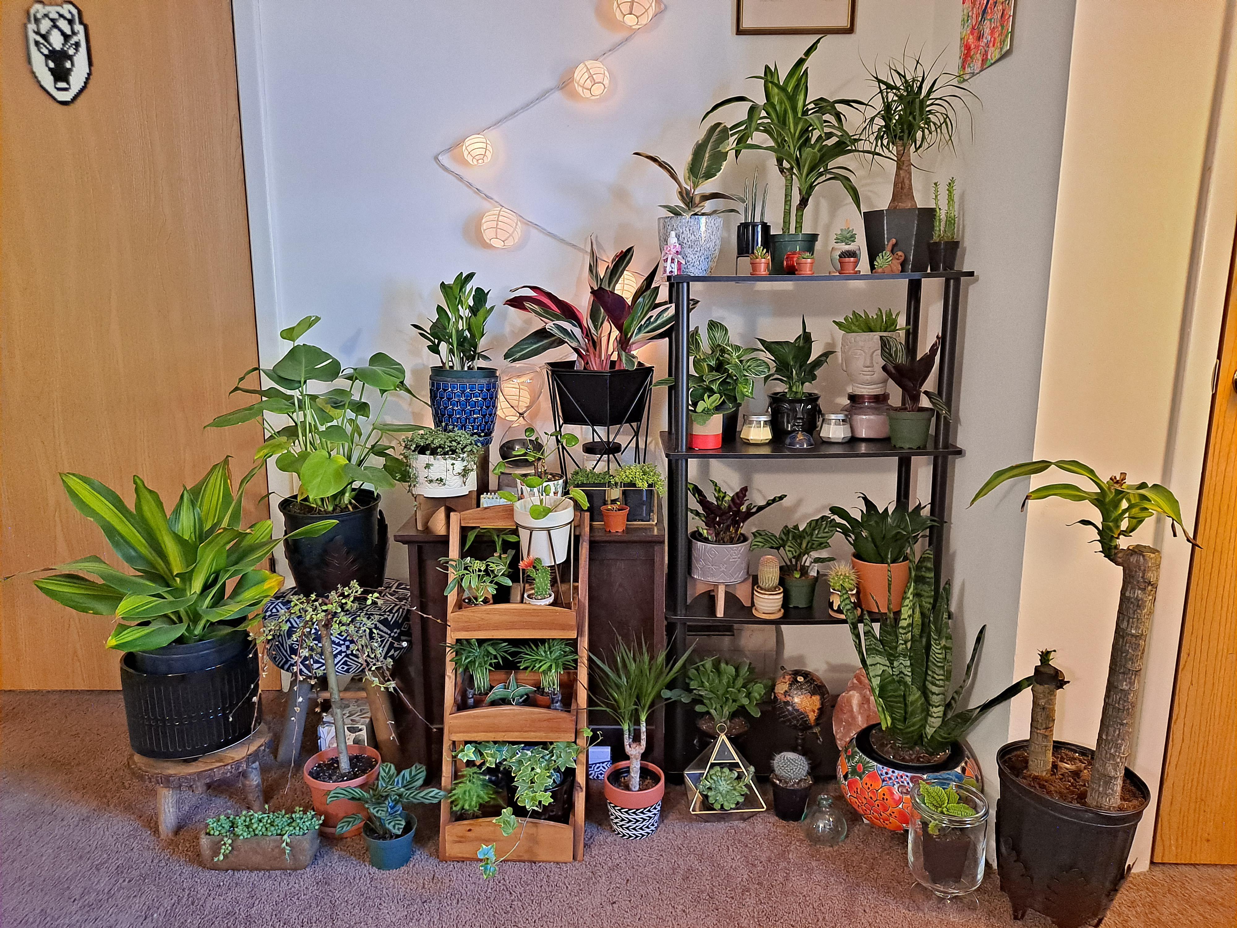 Can't stop buying plants, won't stop buying plants. r/houseplants