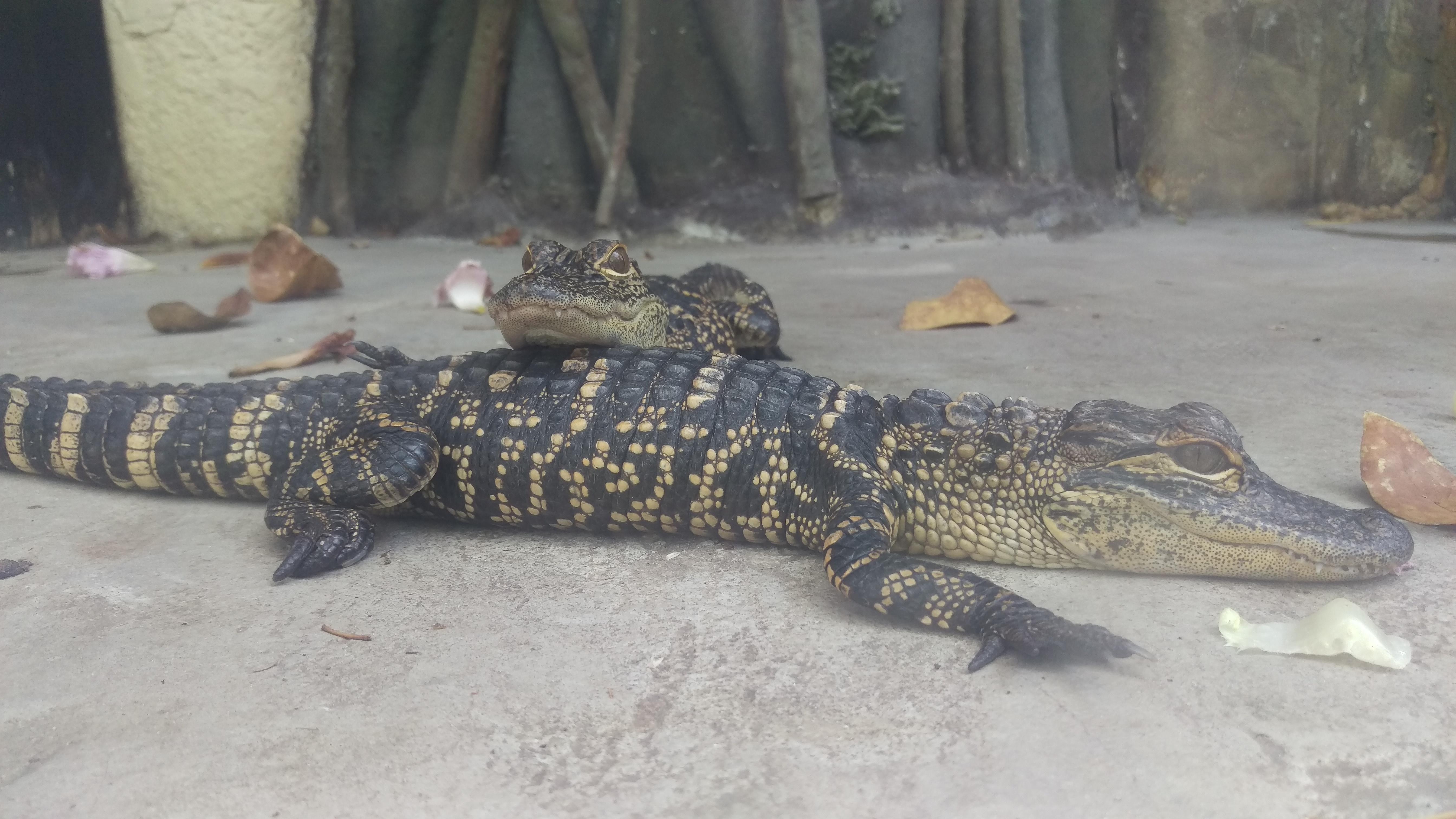 Baby Alligators in Key West Aquarium, Florida r/ImagesOfFlorida