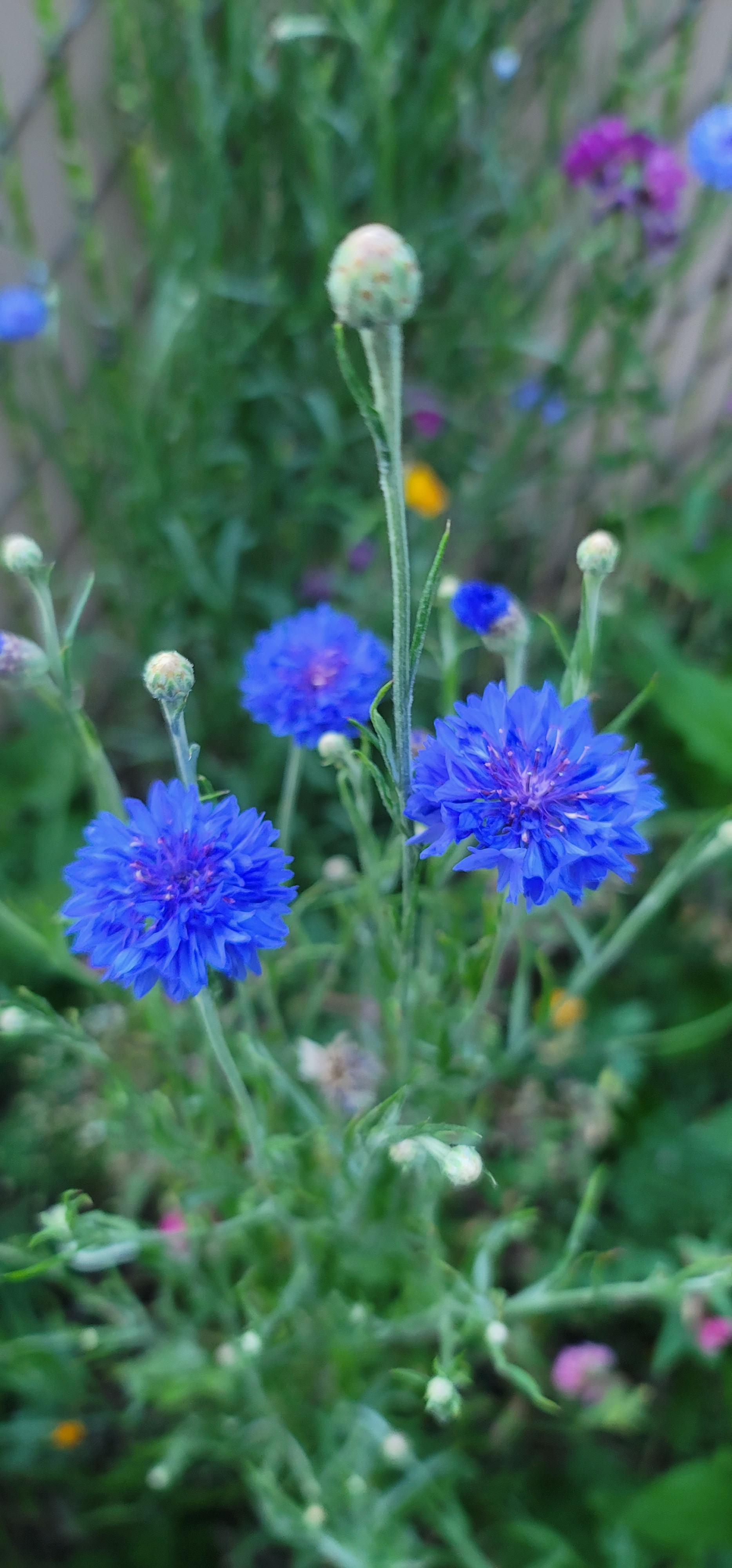 Centaurea cyanus aka Bachelor's Button aka Cornflower. Planted by seed