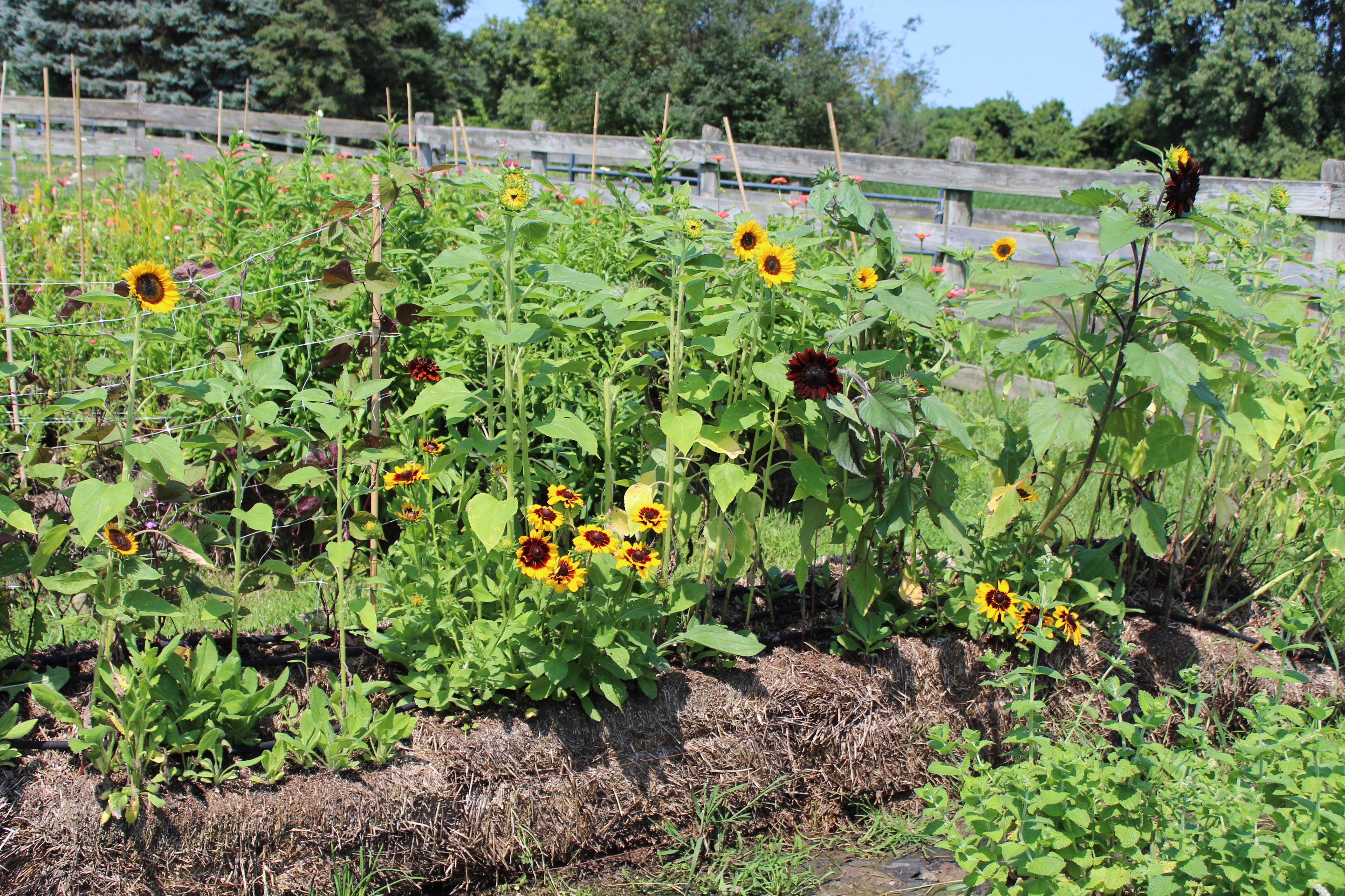 A cut flower garden grown under contract for a Bride & Groom. Bales are