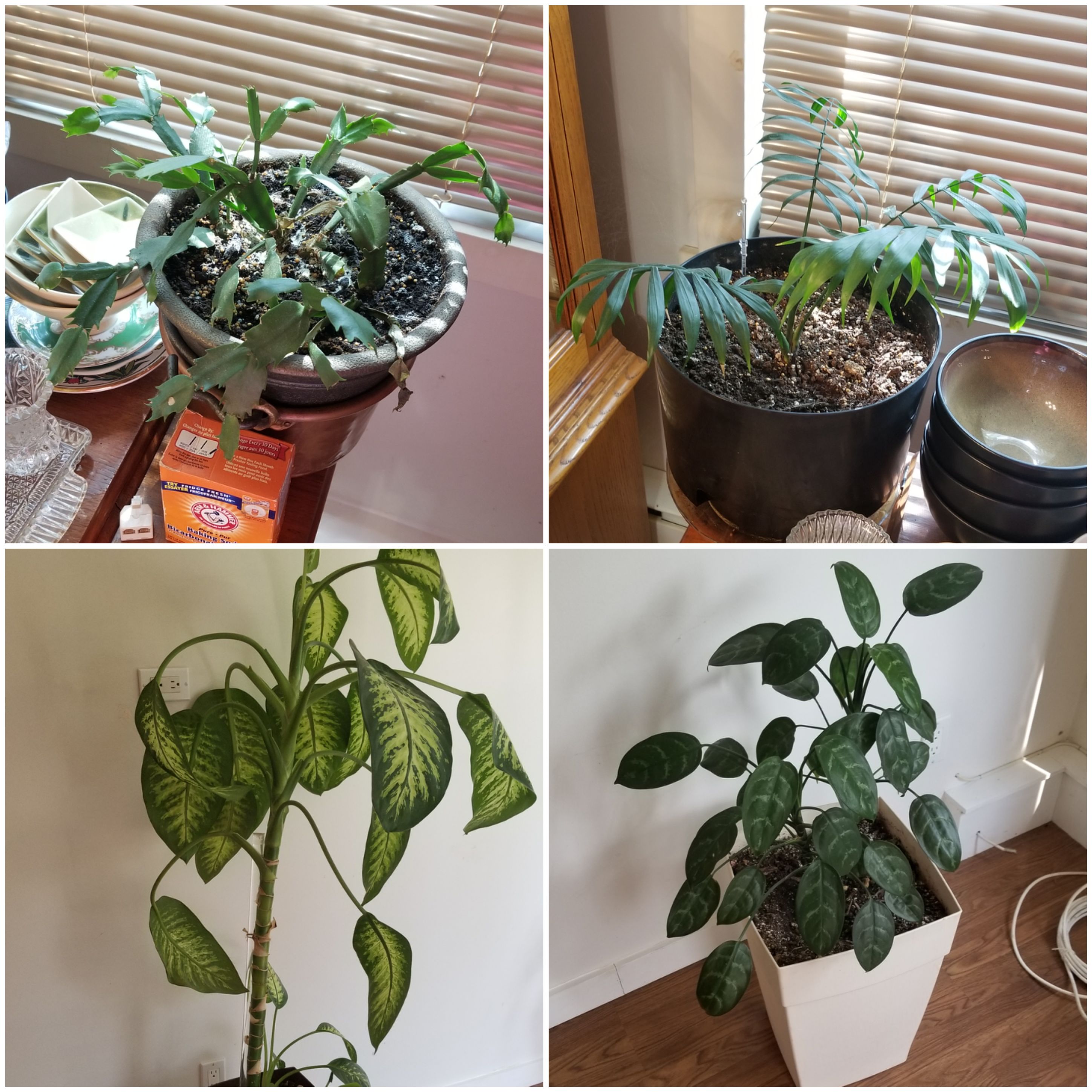 I don't know what these plants are, they're from the previous owner of