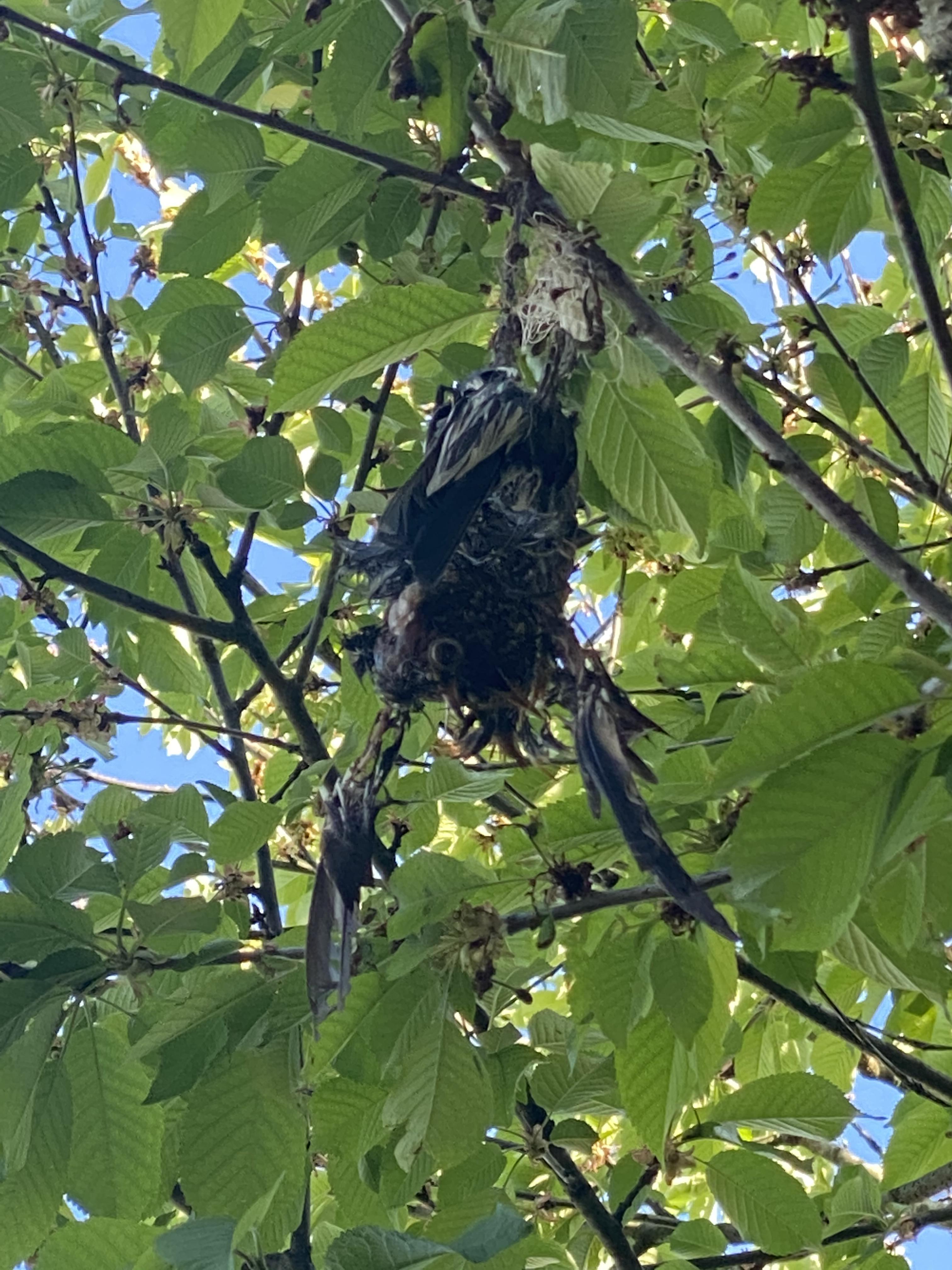 Dead/decaying bird hanging in the tree in my front yard r/Natureisbrutal