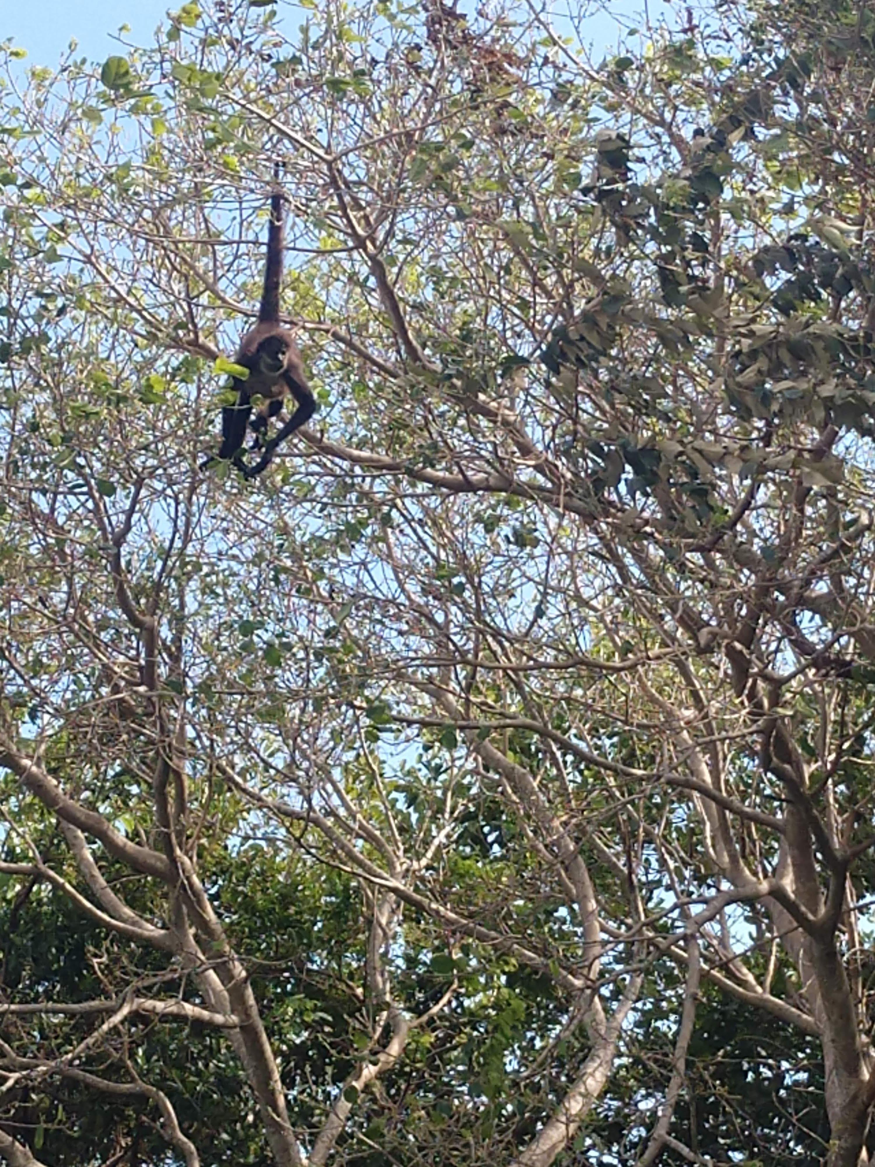 Monkey in Mexico r/wildlifephotography