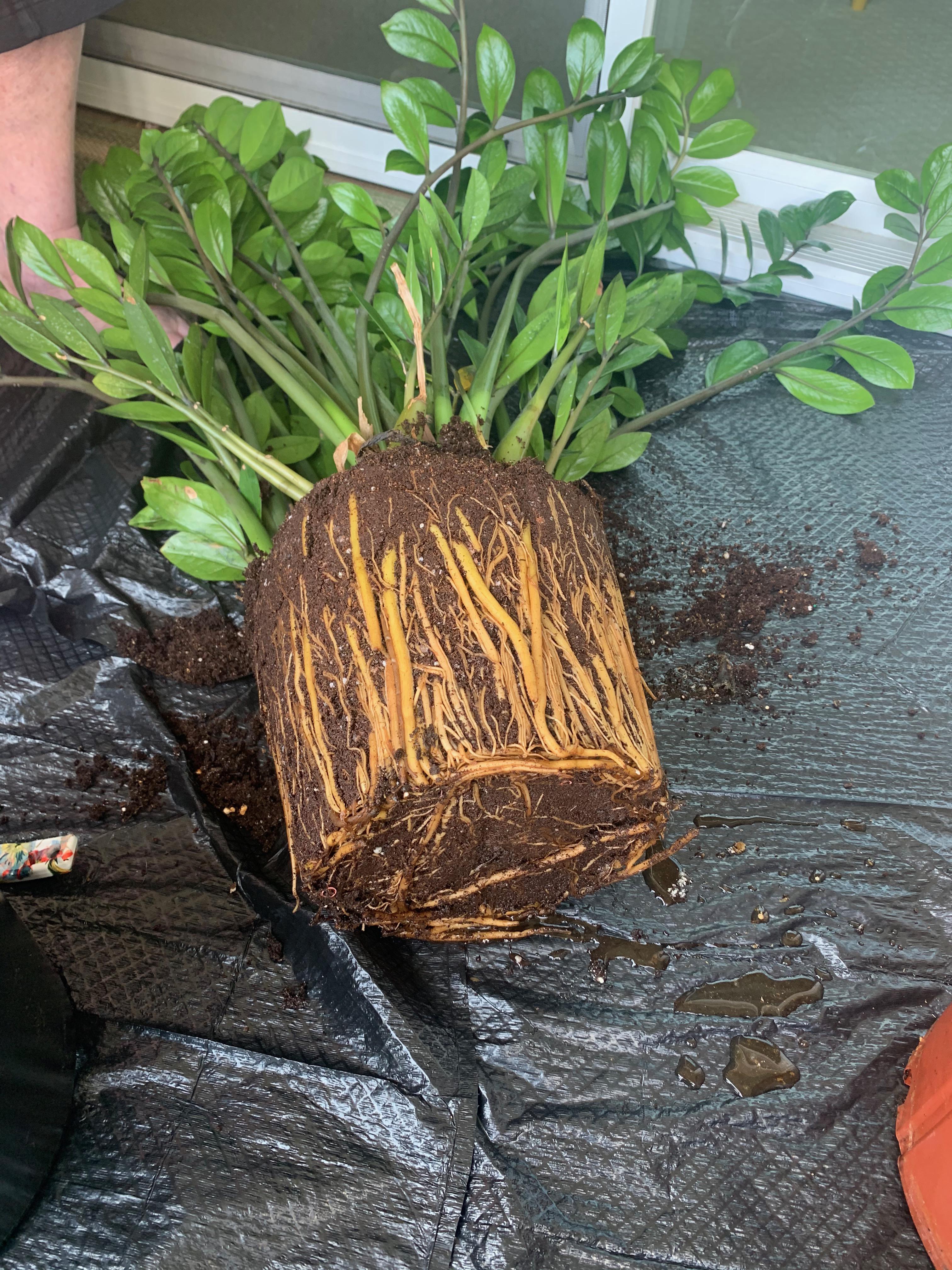 How do I use neem oil on my house plants? Does it work on fungus gnats