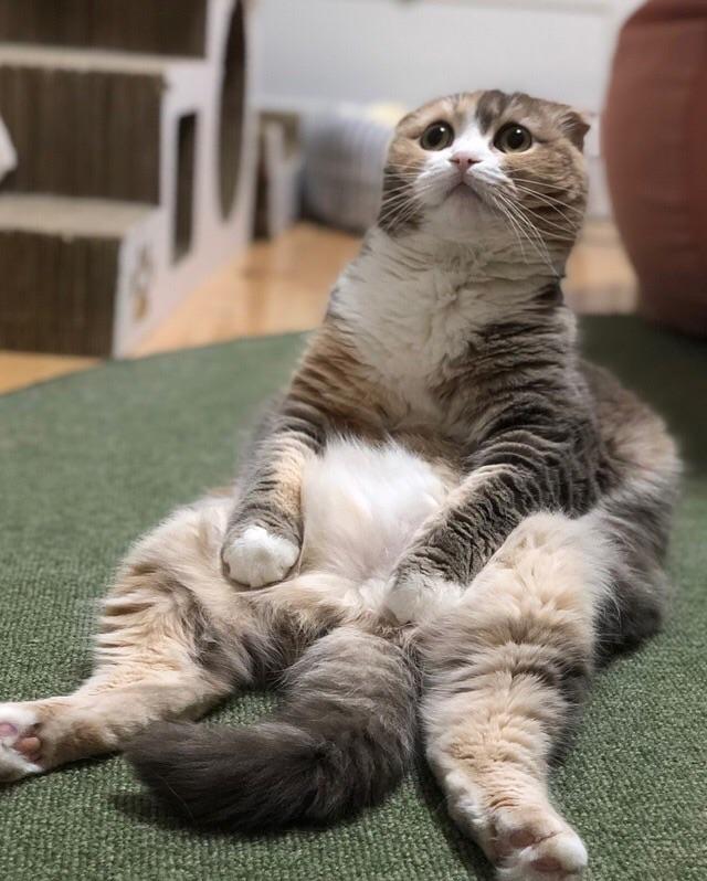 Could you really say no to that face? r/aww