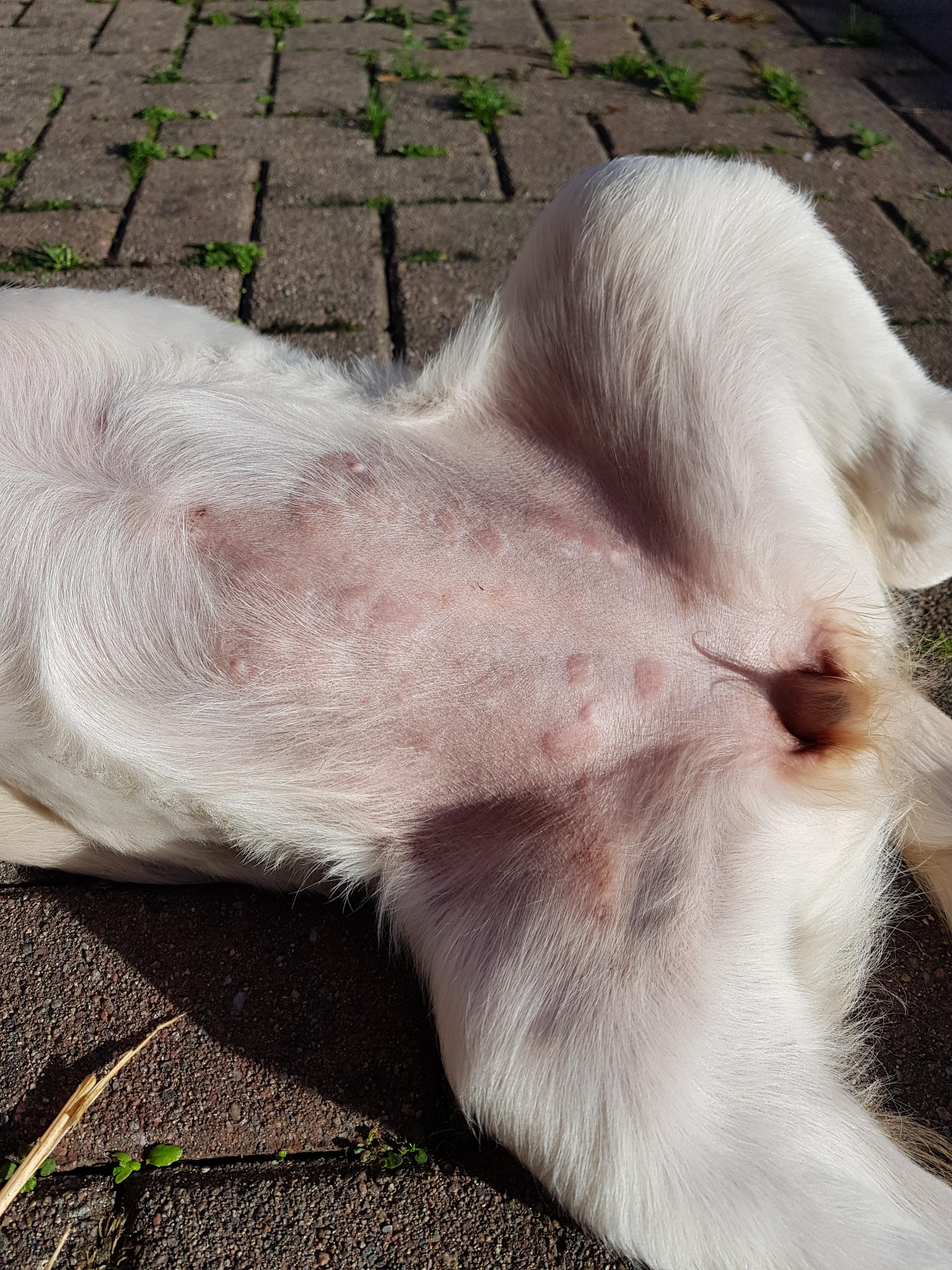 Rash on puppy belly r/vet