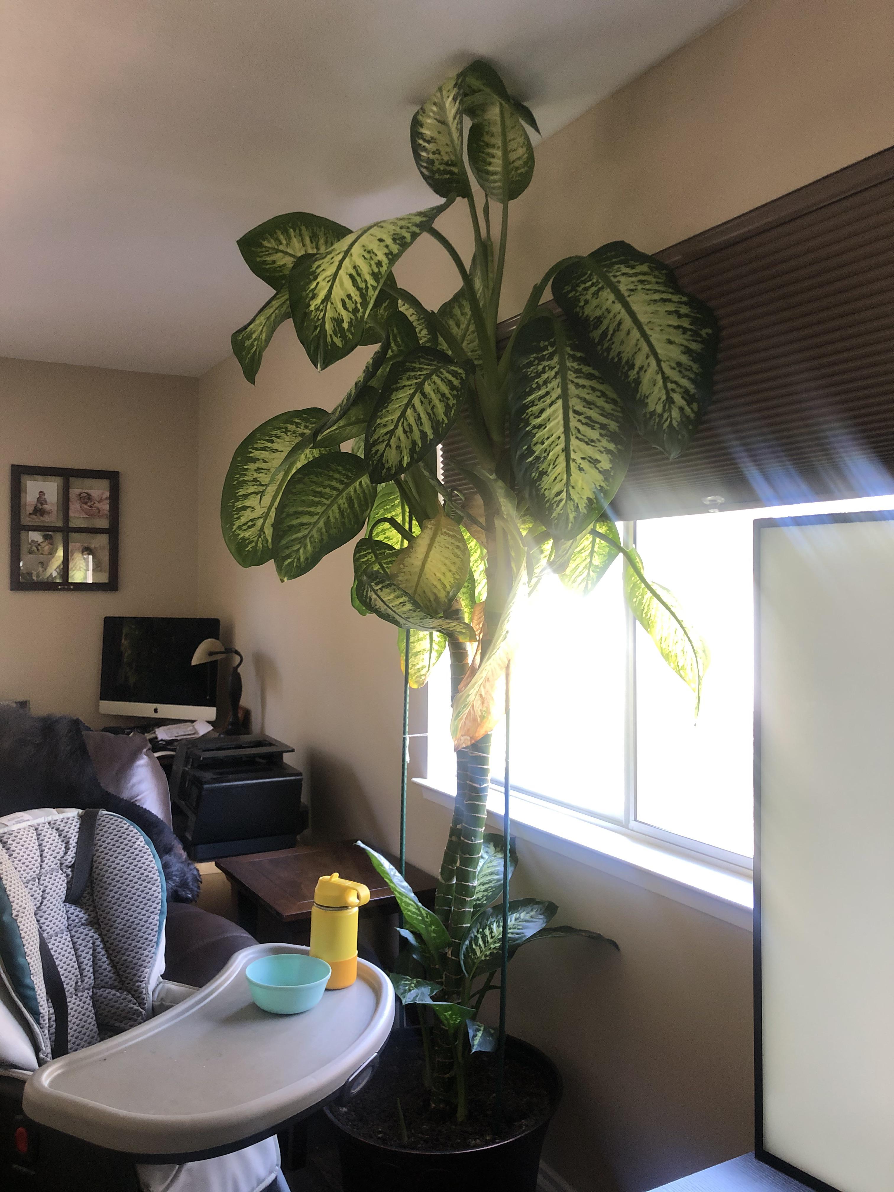 largest one i’ve seen so far! r/houseplants