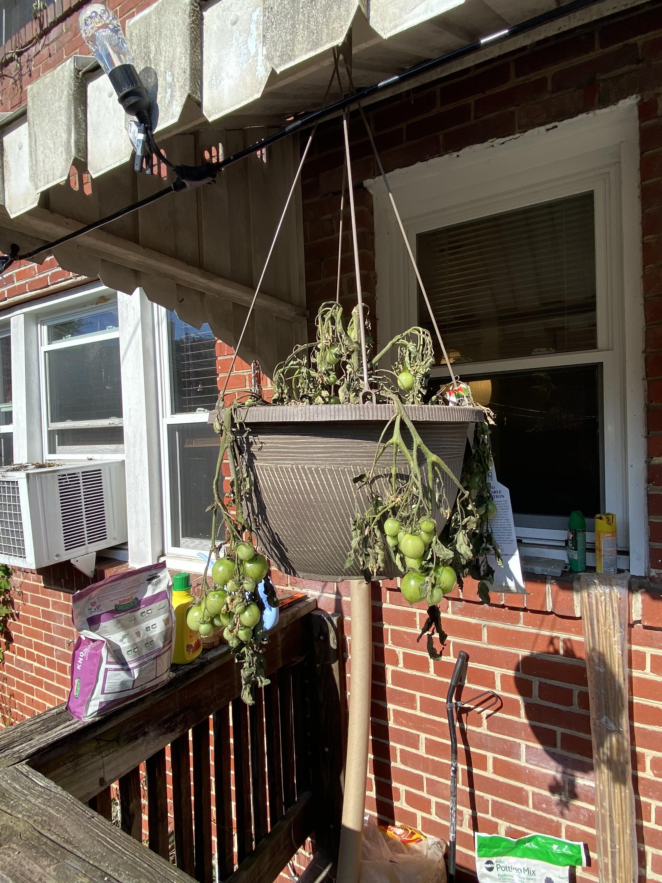 Can this tomato plant be saved? It was overwatered and left in the rain