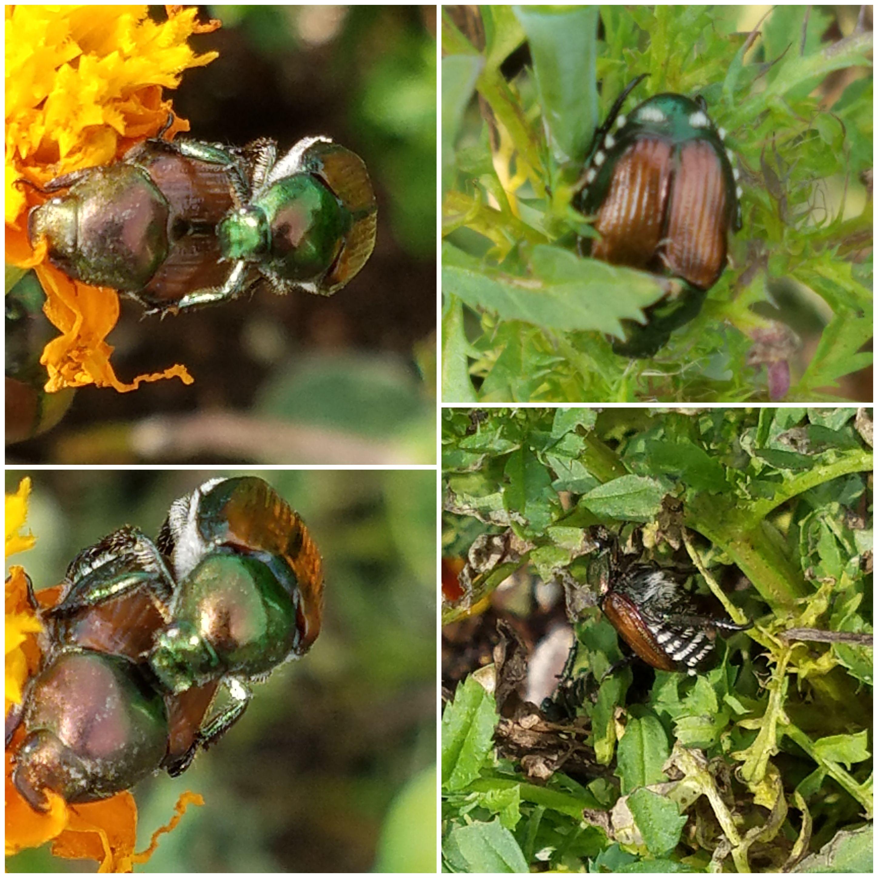 What kind of beetles are eating my Marigolds? They are destroying the