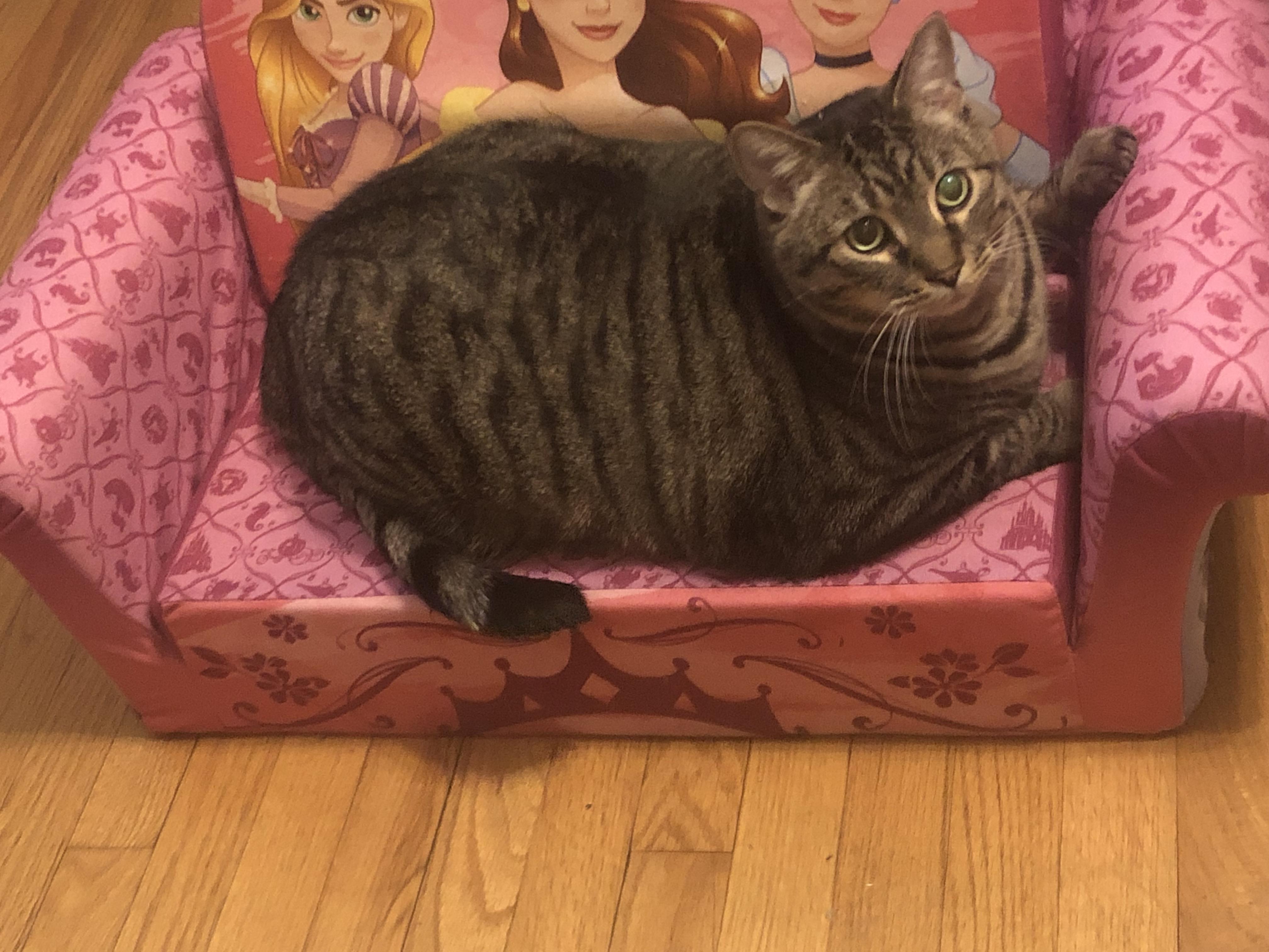 King of the princess couch r/Delightfullychubby