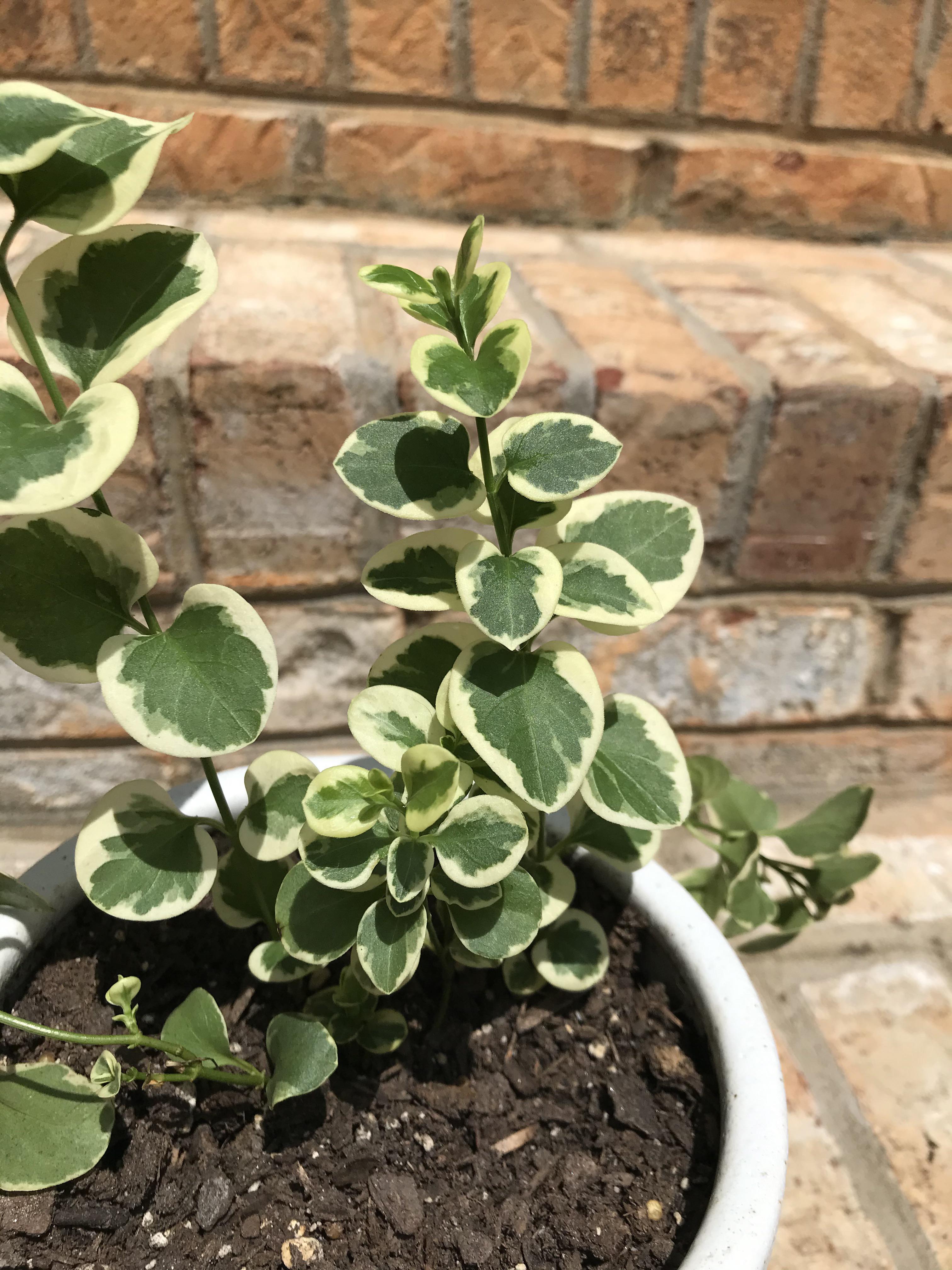 my vinca vine has been growing so fast lately and I’m in love ) r