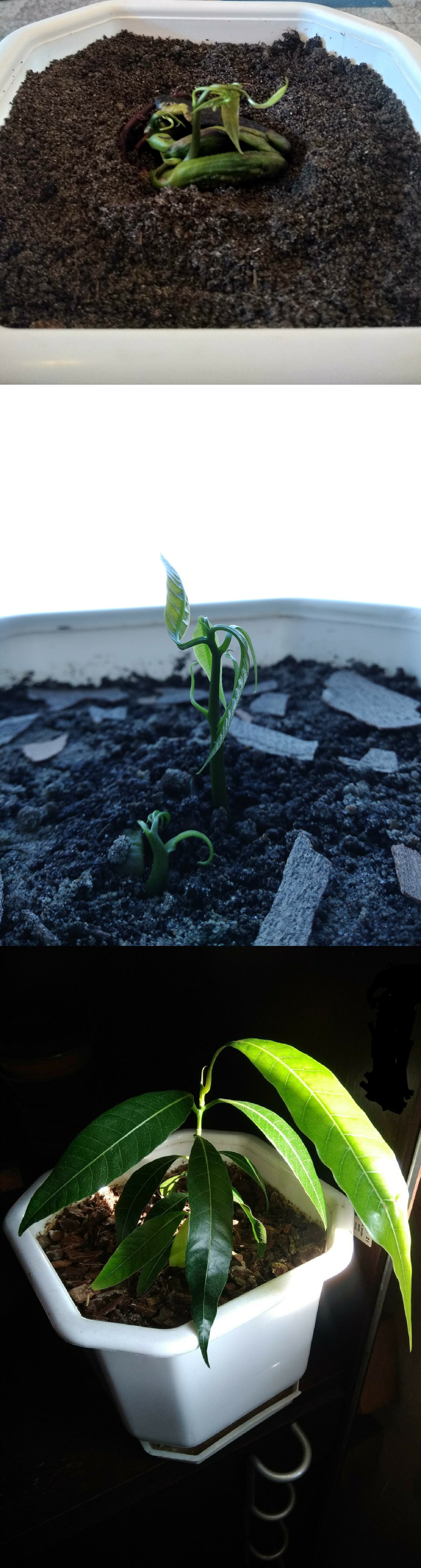 Mango seedling. Polyembryonic seed.
