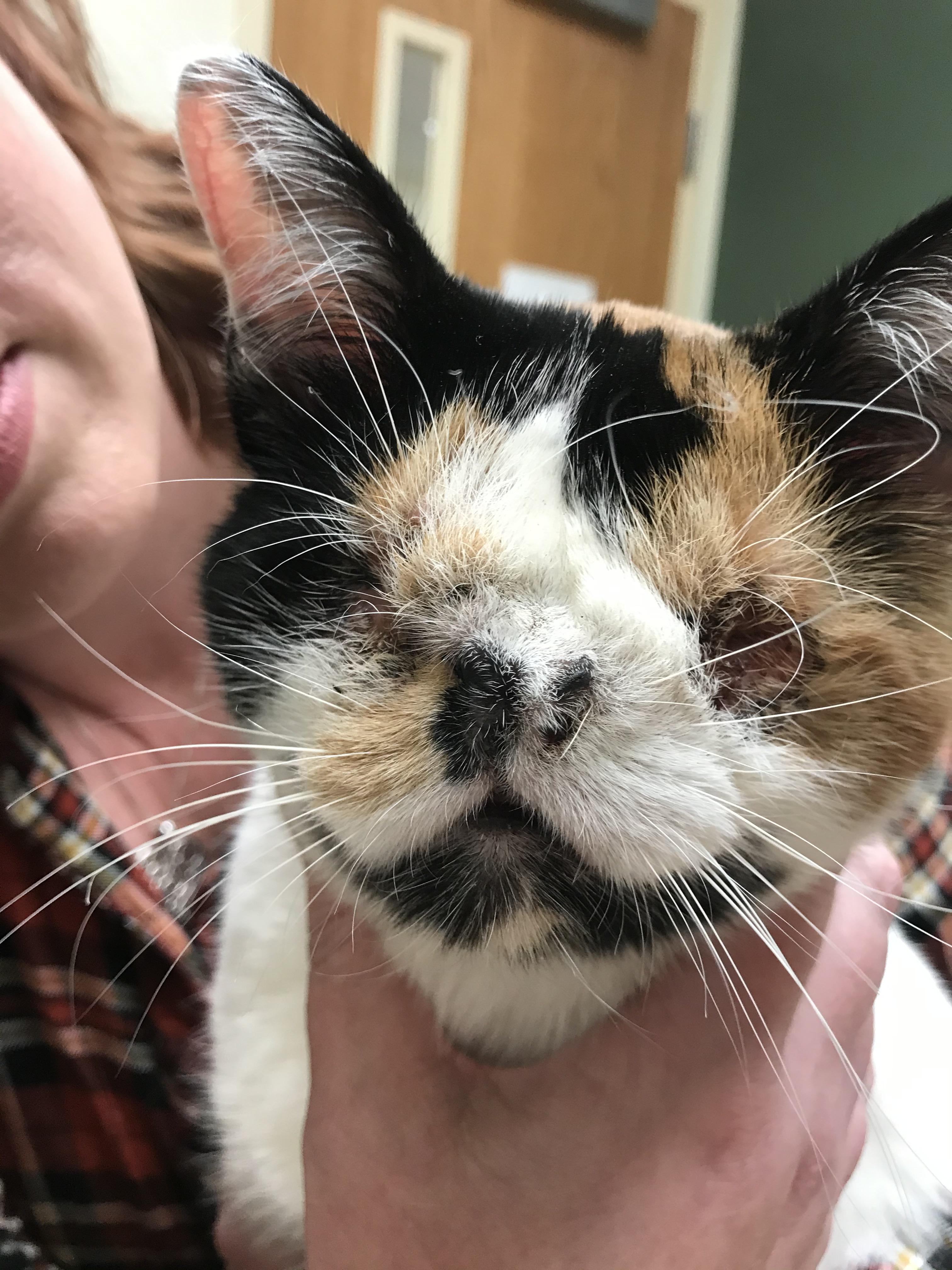 New coworker brought in her cat with no eyes ( birth defect) a happy