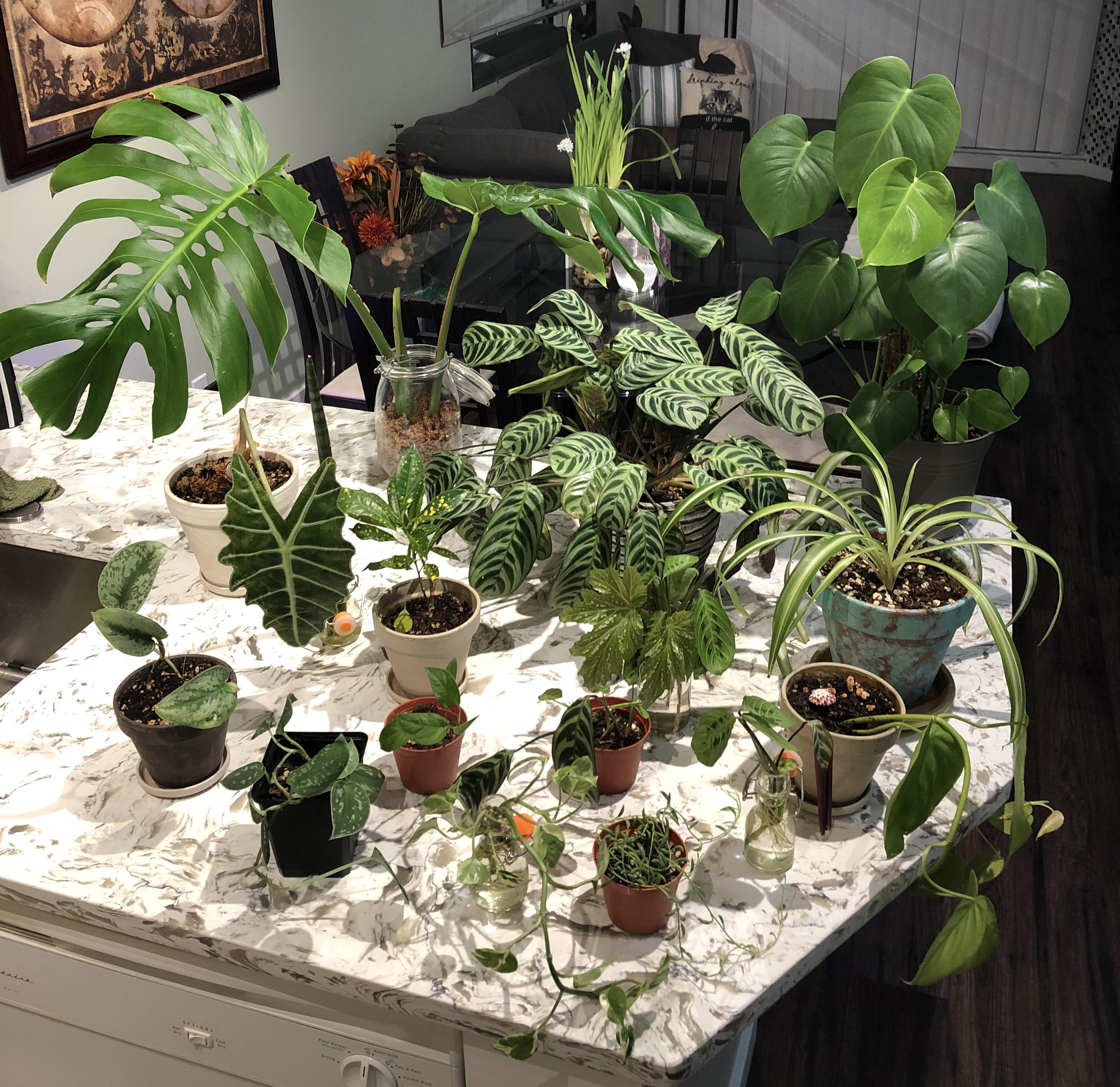 Craigslist Haul Some Tropical Plants to Counter the Winter Weather