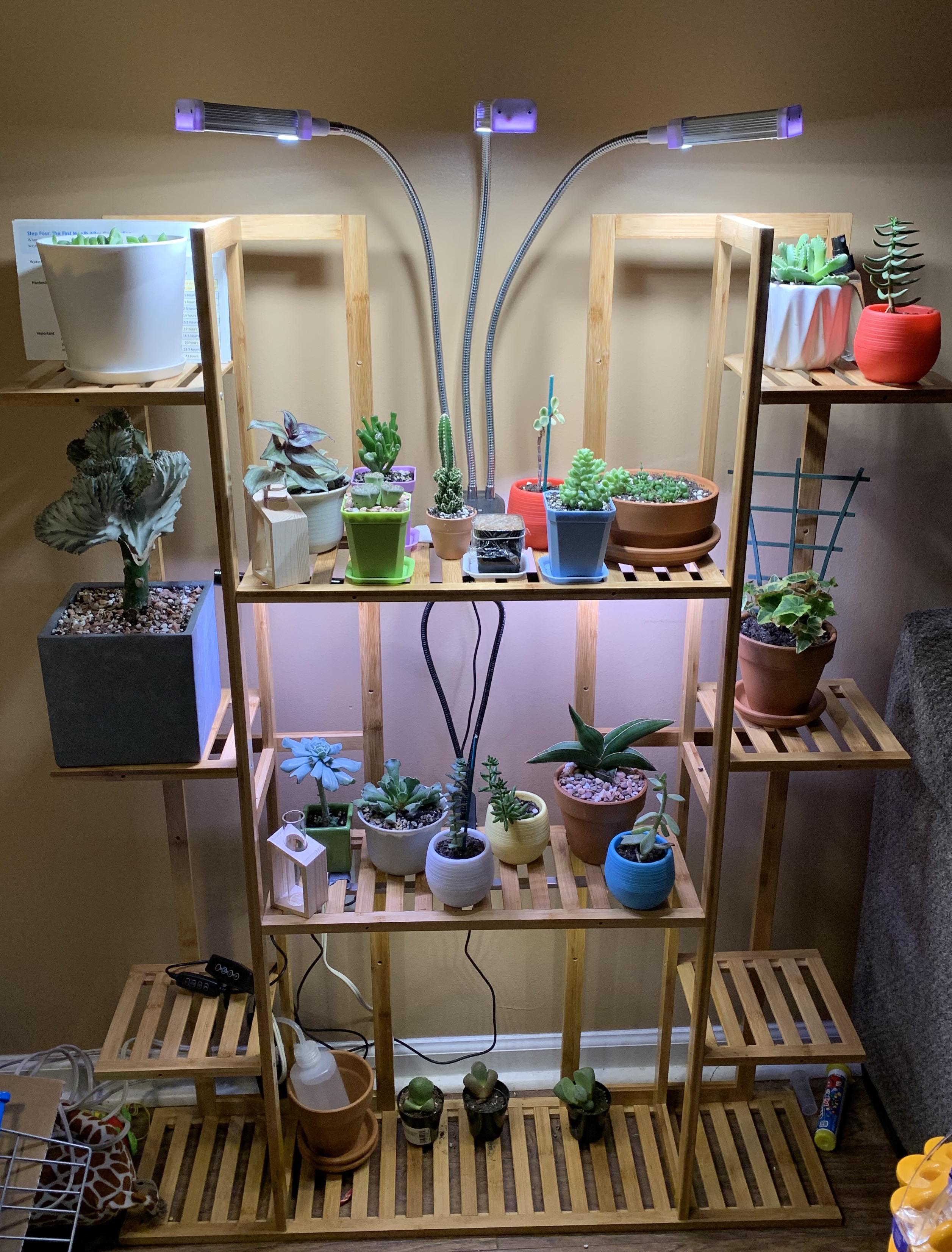 Just got into plants, so all of mine are small. Plus I just like