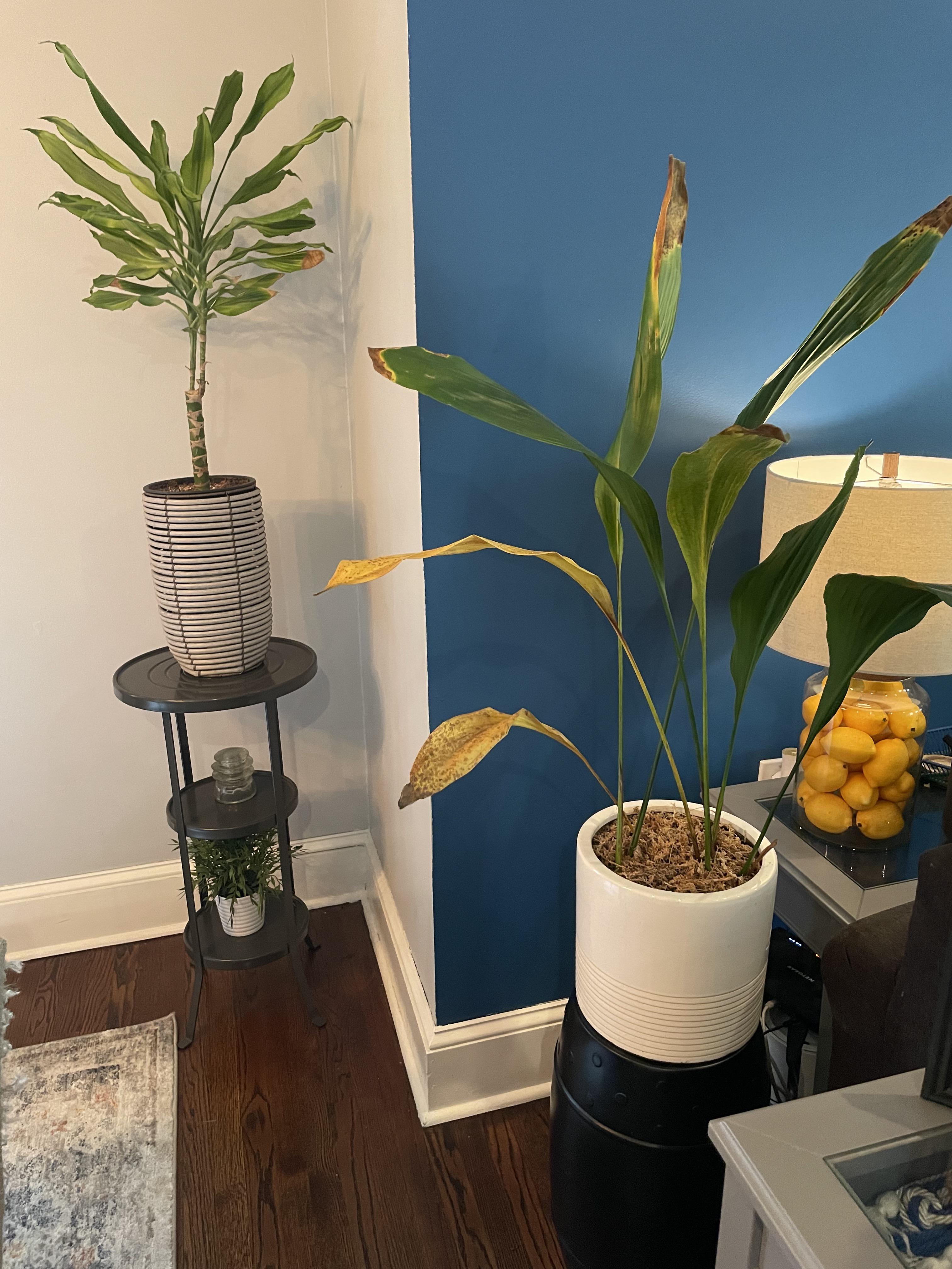 Cast iron plant leaves turning yellow and dying off one at a time? r